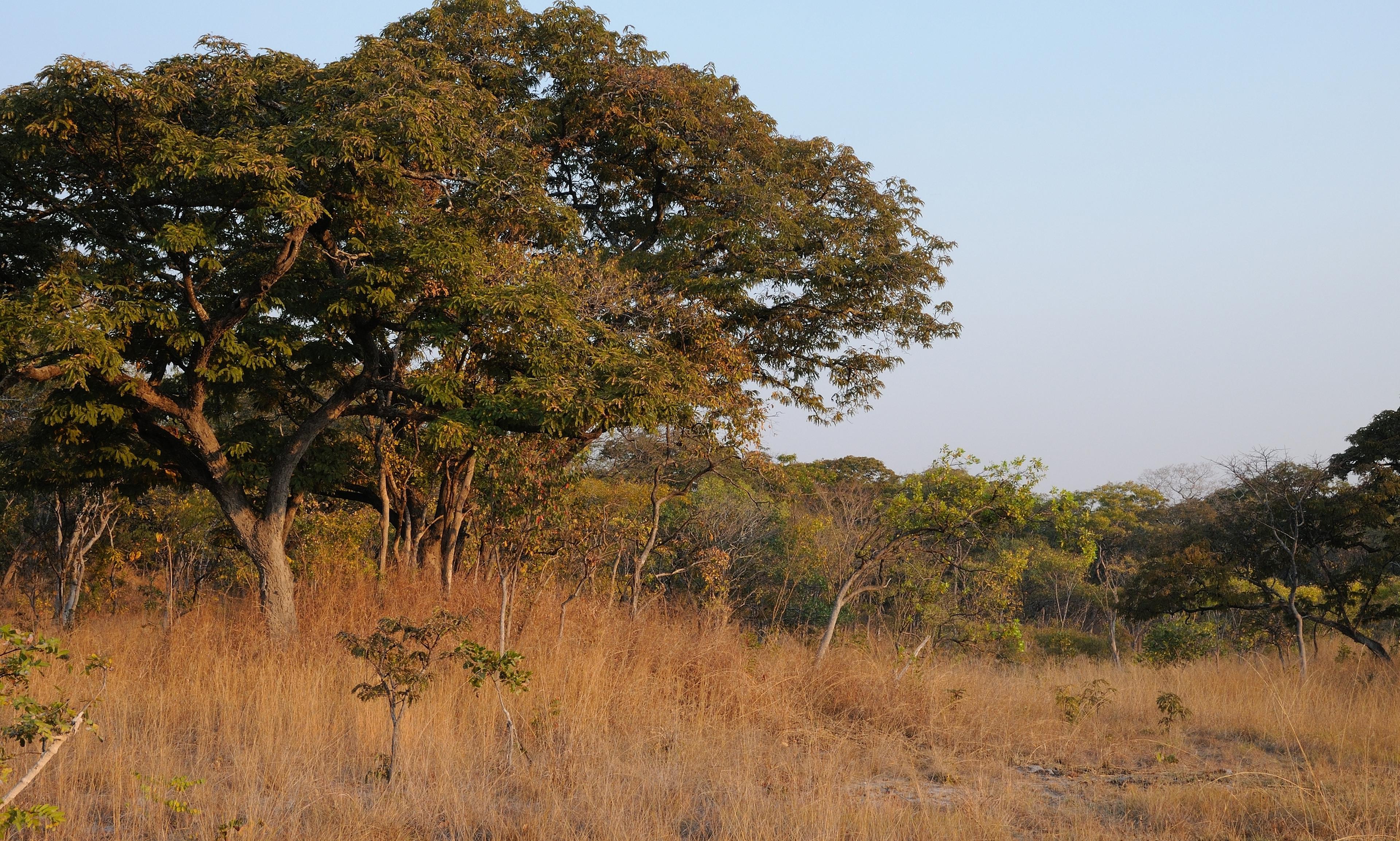 Boom in Zambia