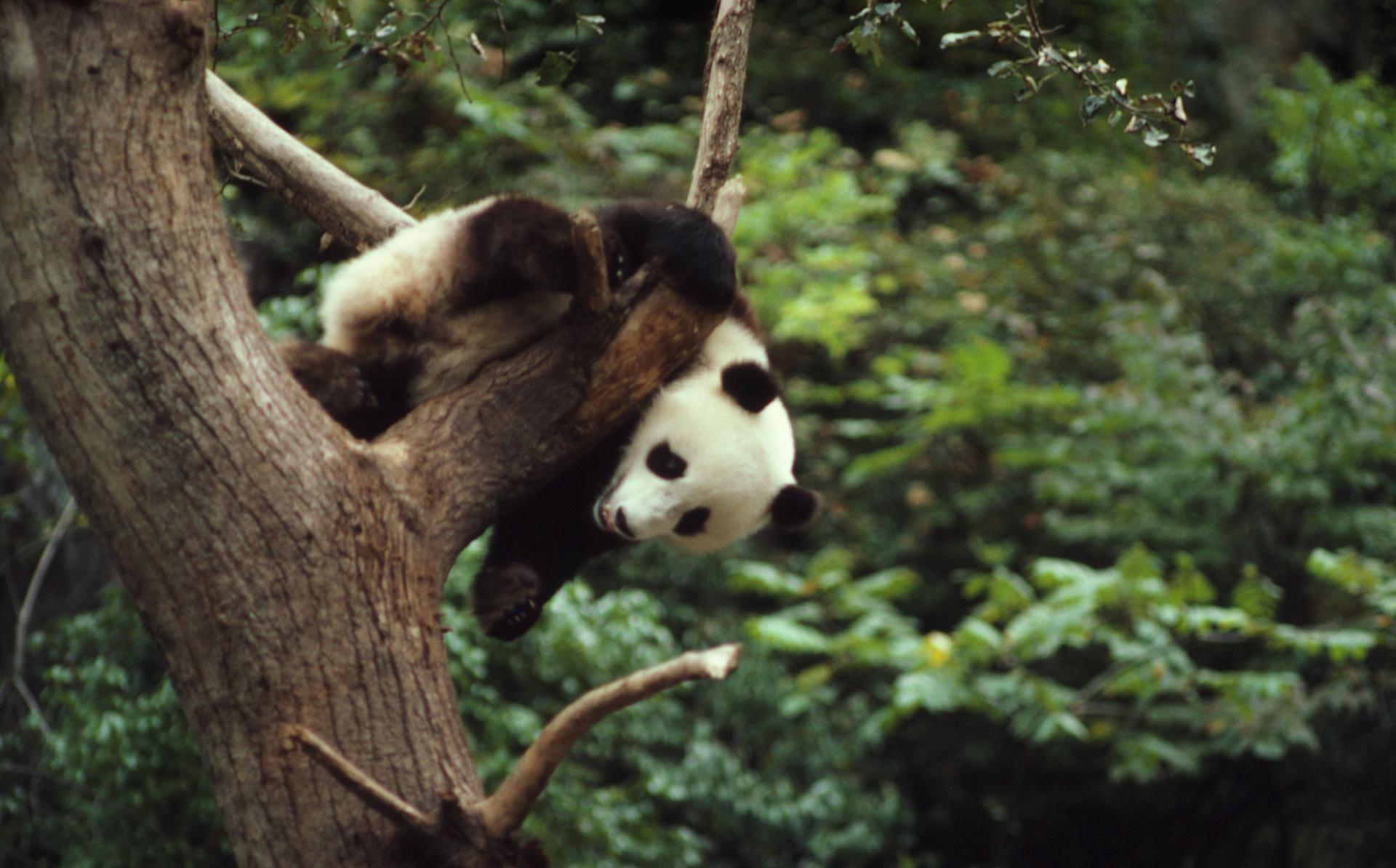 Reuzenpanda klimt in een boom
