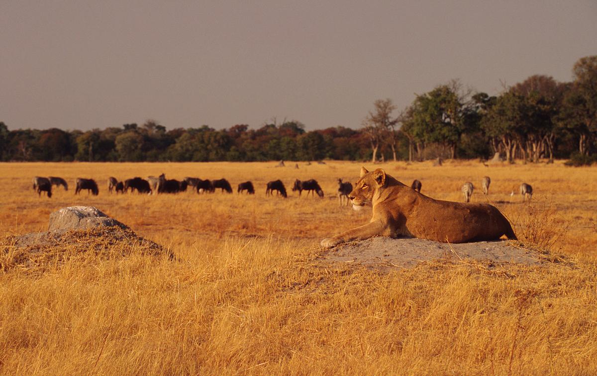 Leeuwin kijkt naar gnoes en zebra's