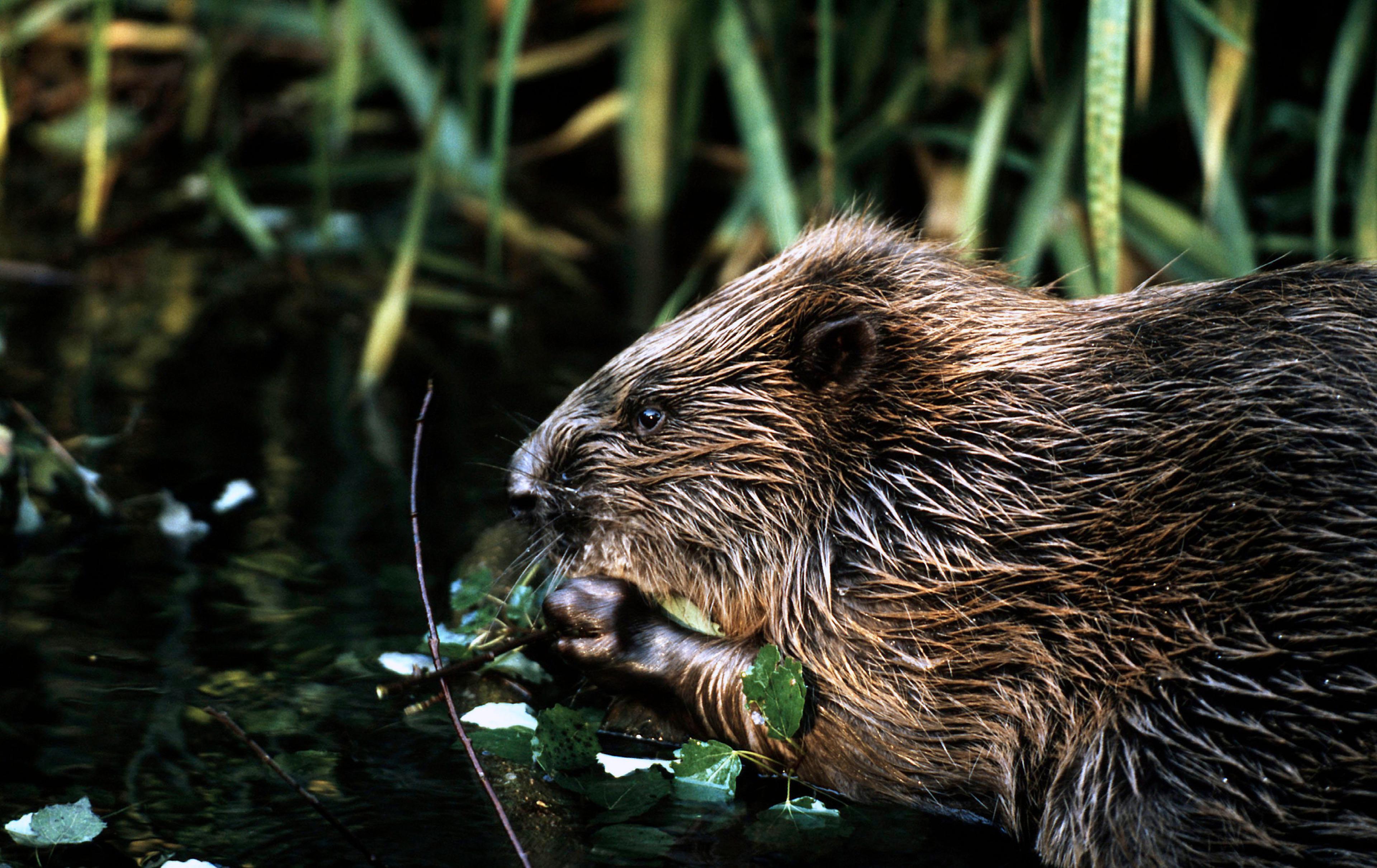 Bever in een rivier