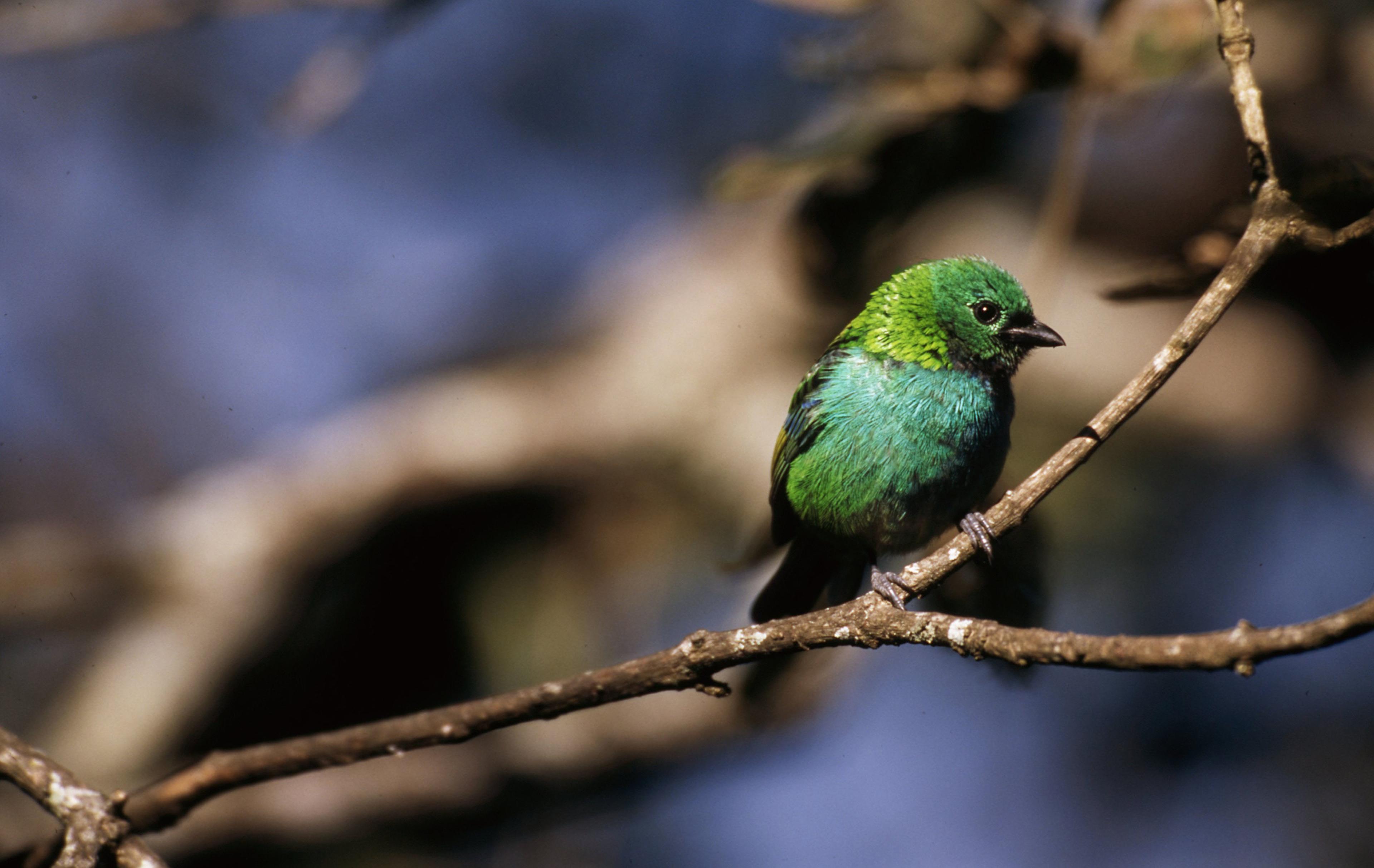 Groenhoofdige tanager vogel op tak