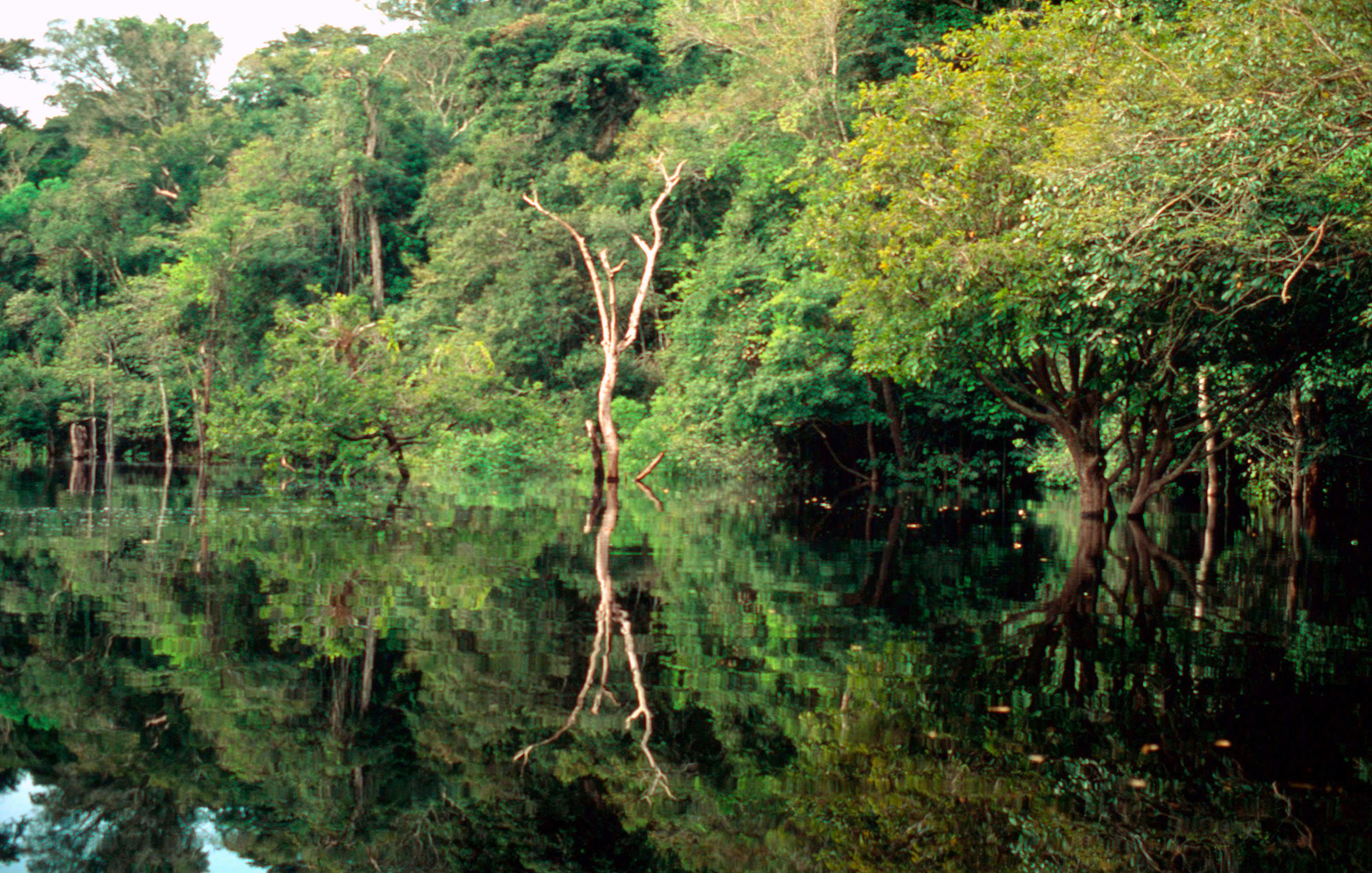 Overstroomd bos in Igapo, Brazilië, Amazone