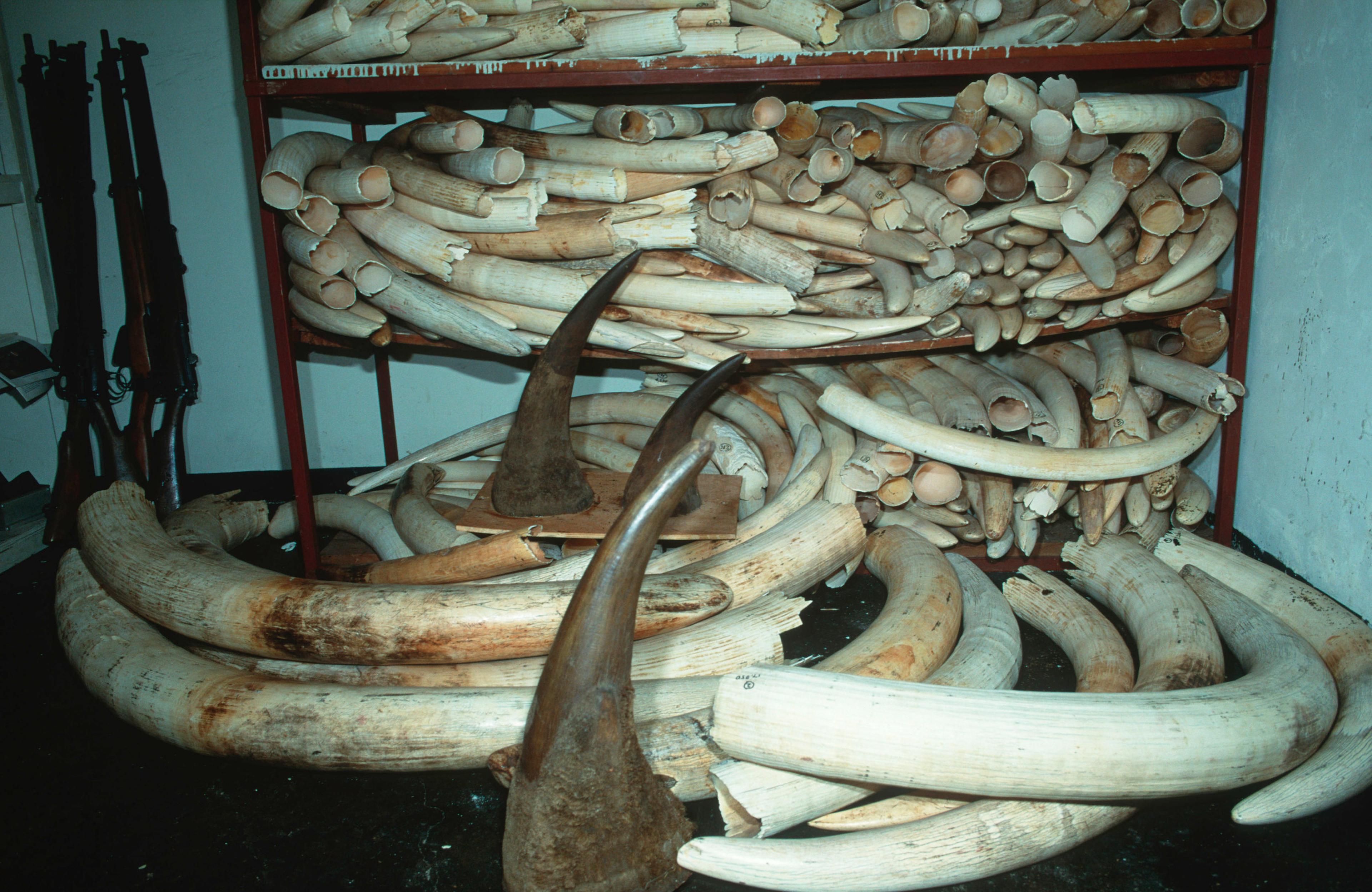Neushoornhoorns en olifantenslagtanden in kast