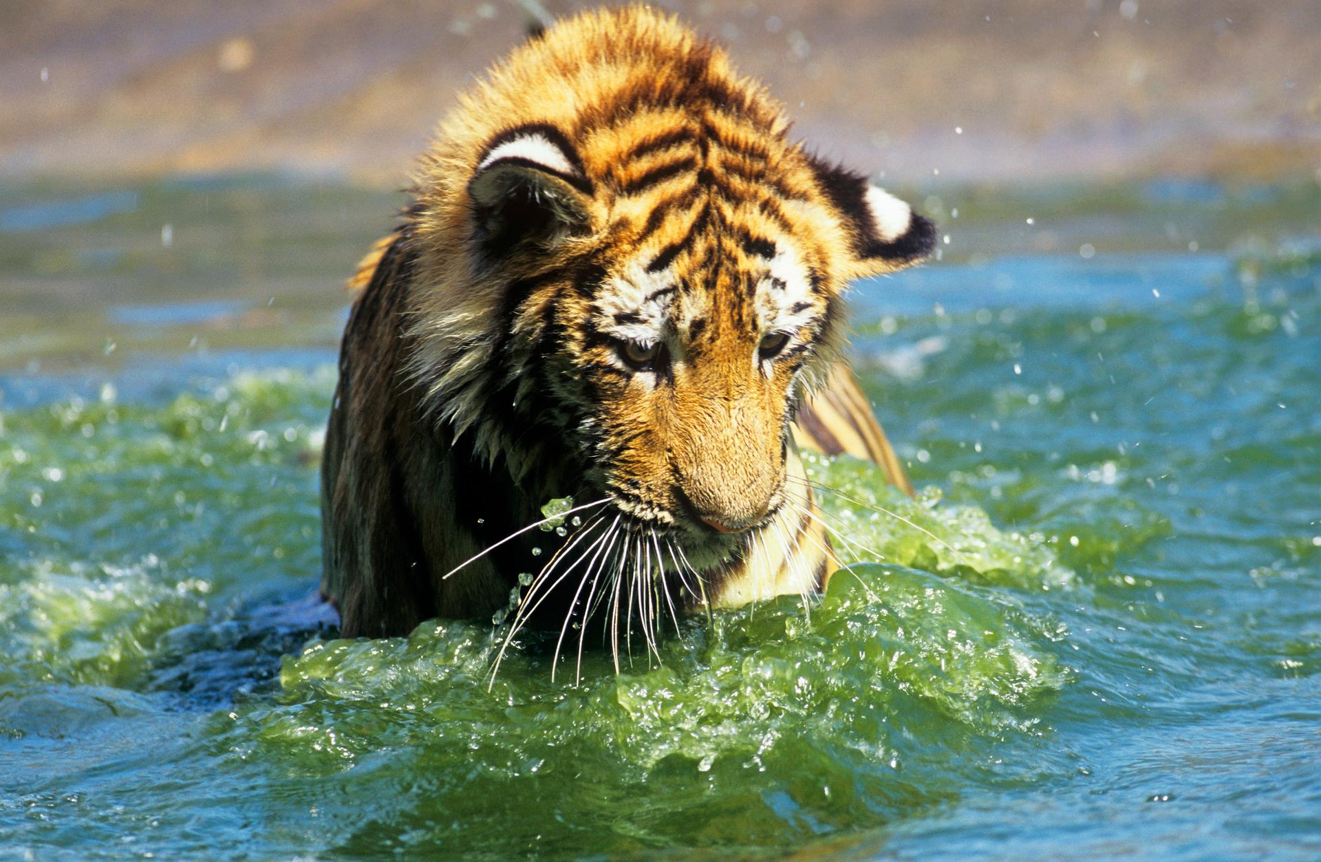 Jonge Siberische tijger in het water