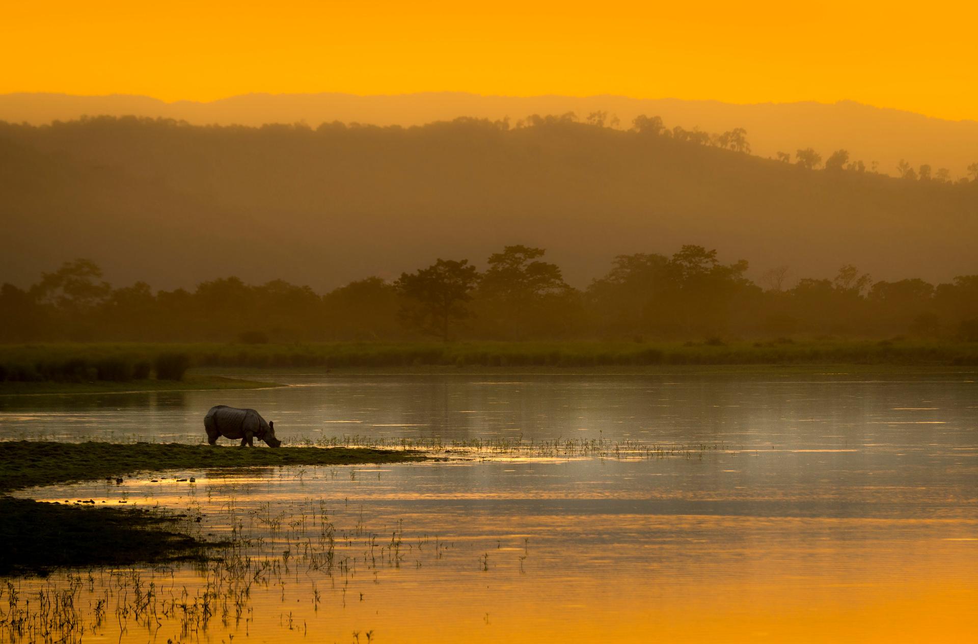 Een Aziatische neushoorn drinkt bij de waterkant bij zonsondergang