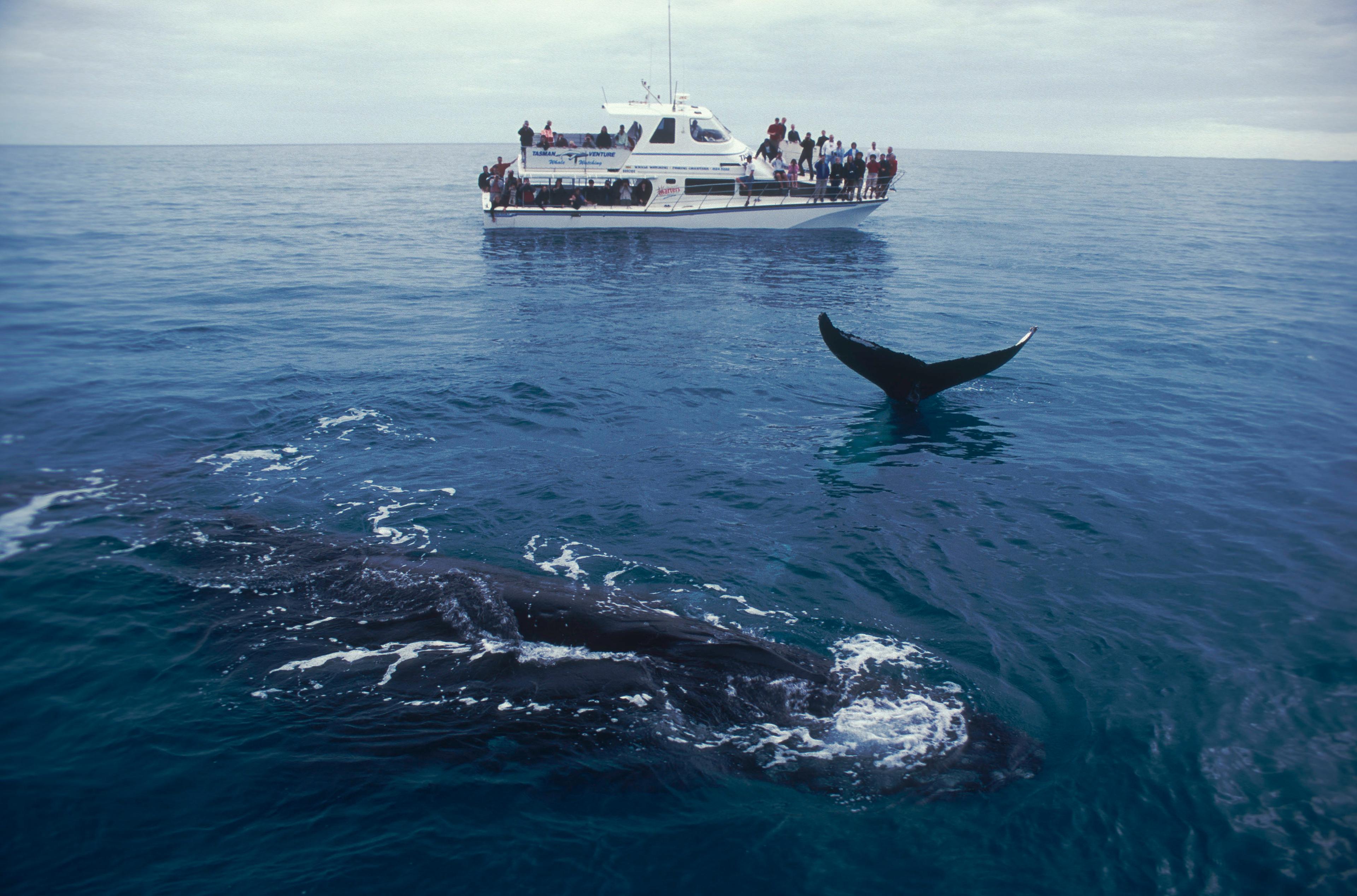 Bultruggen bij toeristenboot