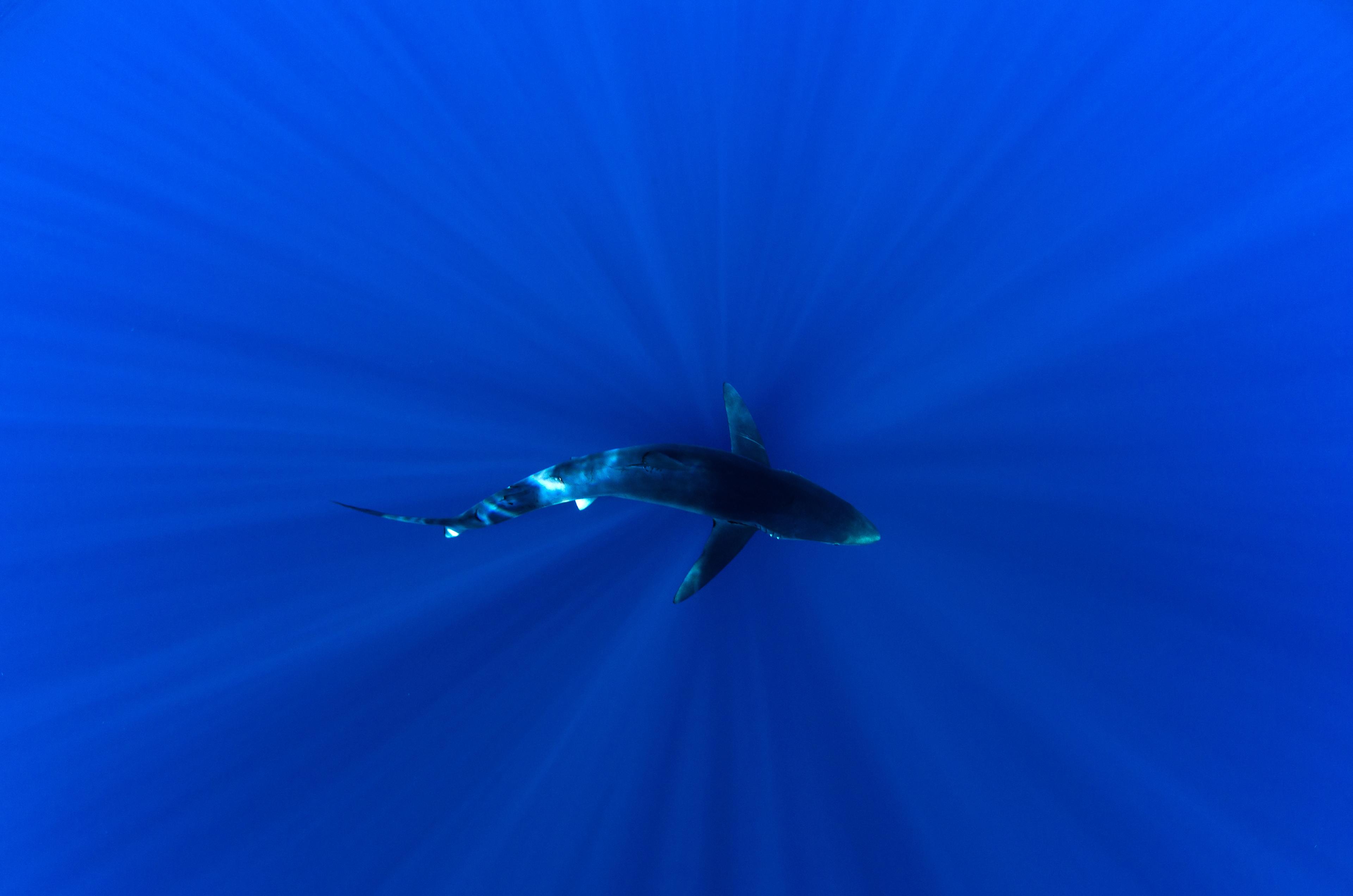 Blauwe haai vanaf boven