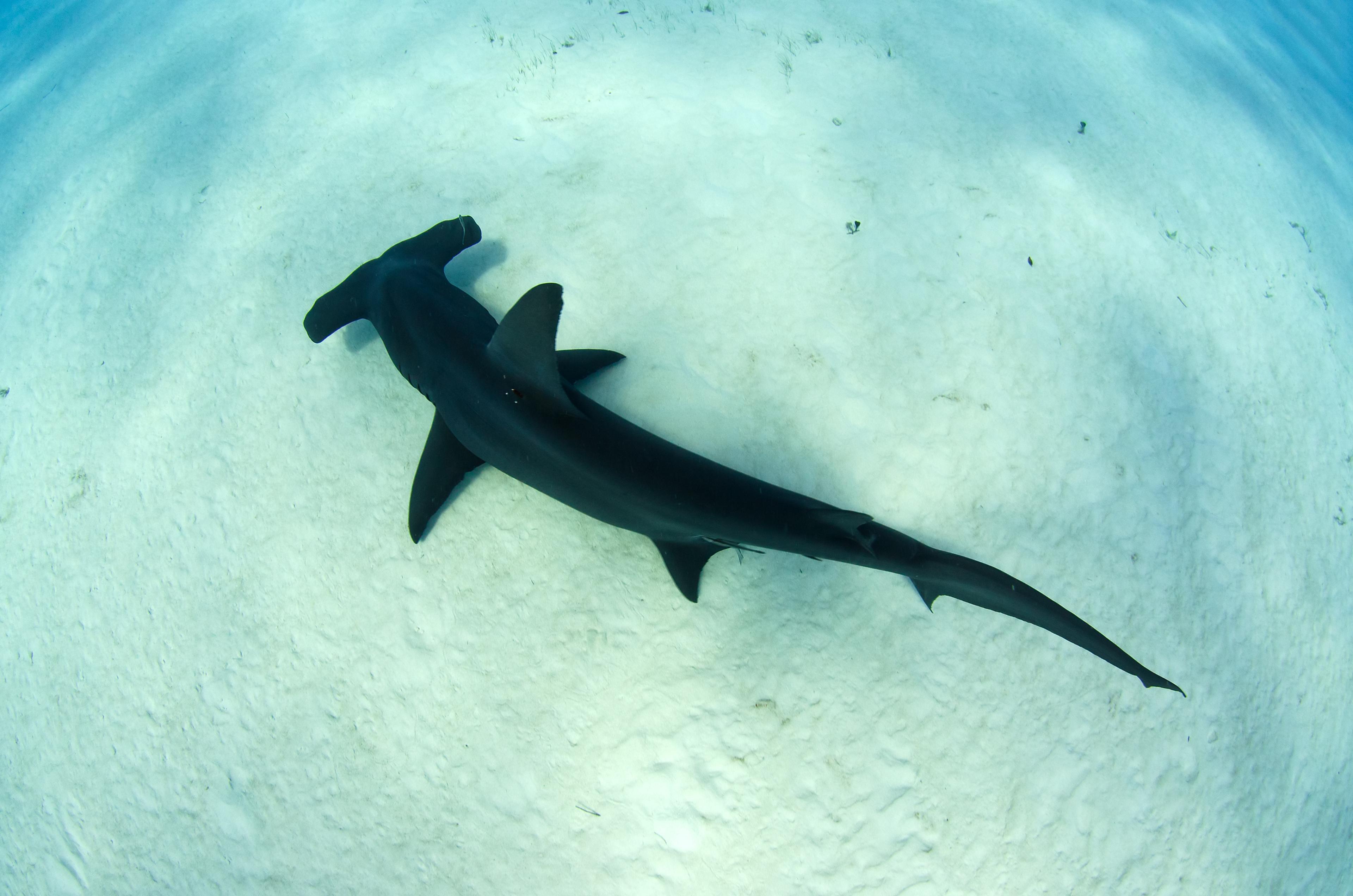 Bovenaanzicht hamerhaai op de oceaanbodem