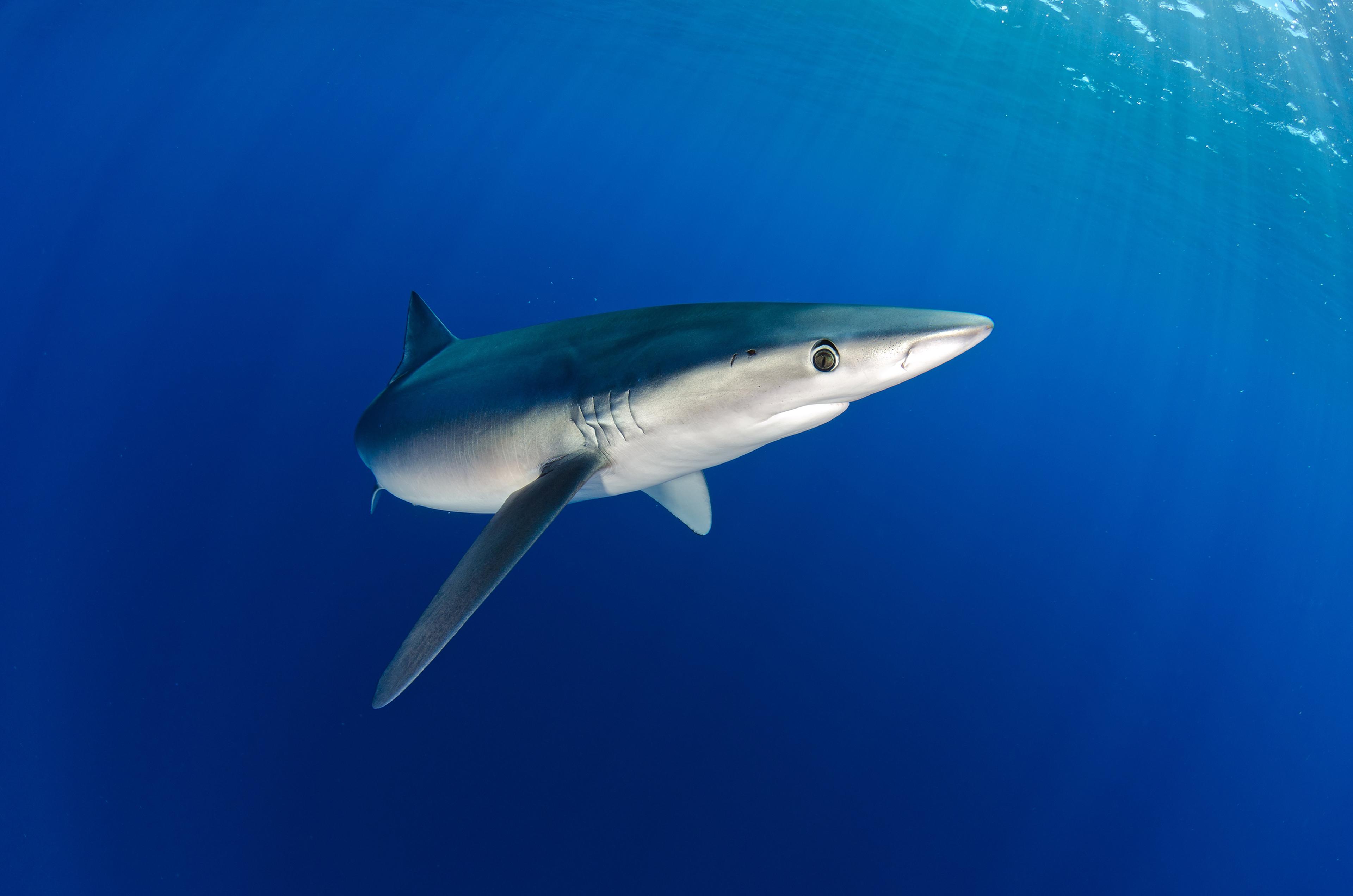 Blauwe haai zwemt in de zee