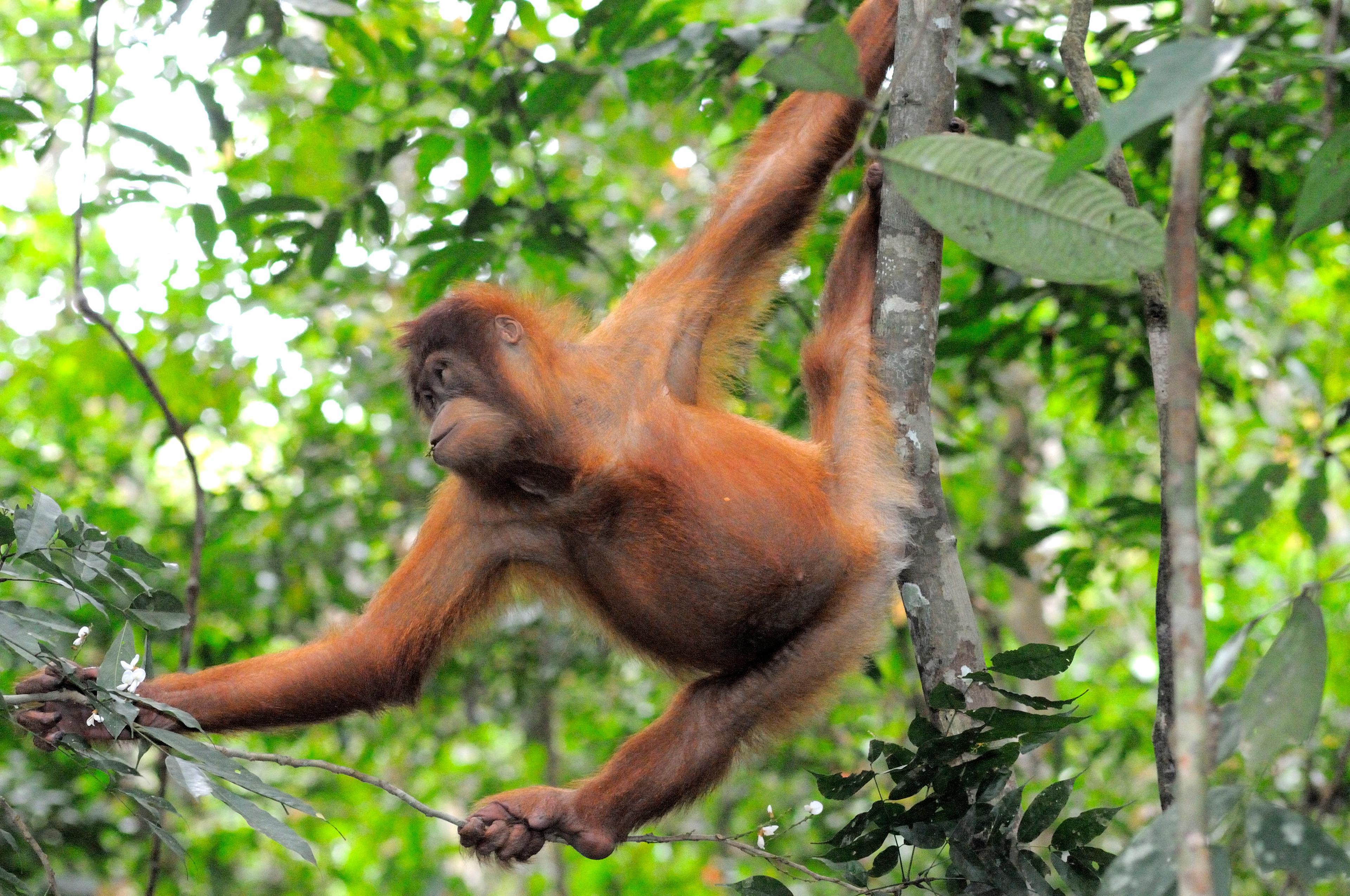 Orang-oetan grijpt een tak