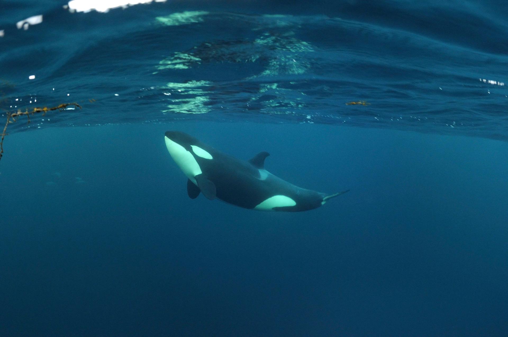 Orka zwemt onder water in Noorwegen