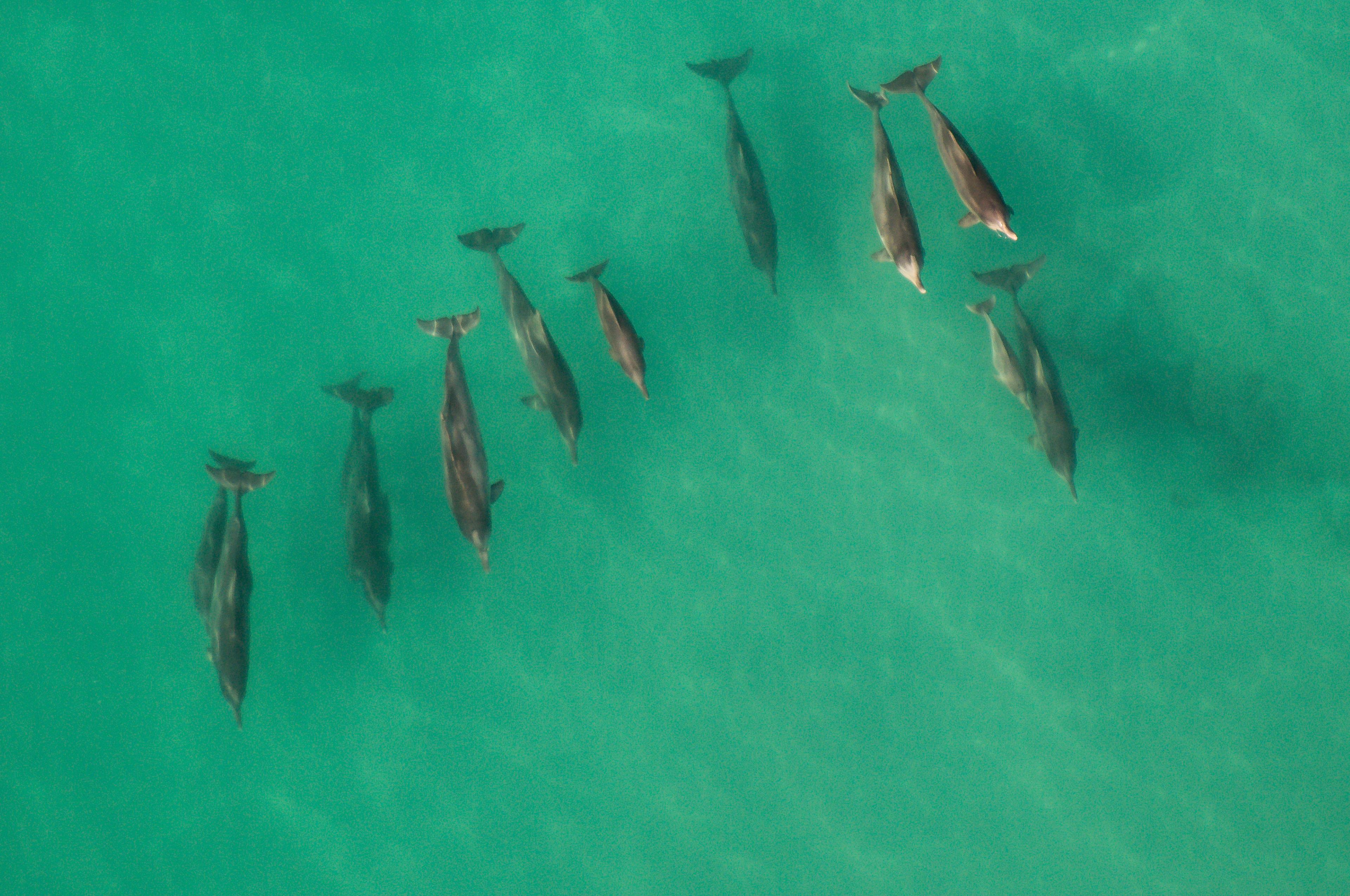 Een luchtfoto van een groep dolfijnen in ondiep water