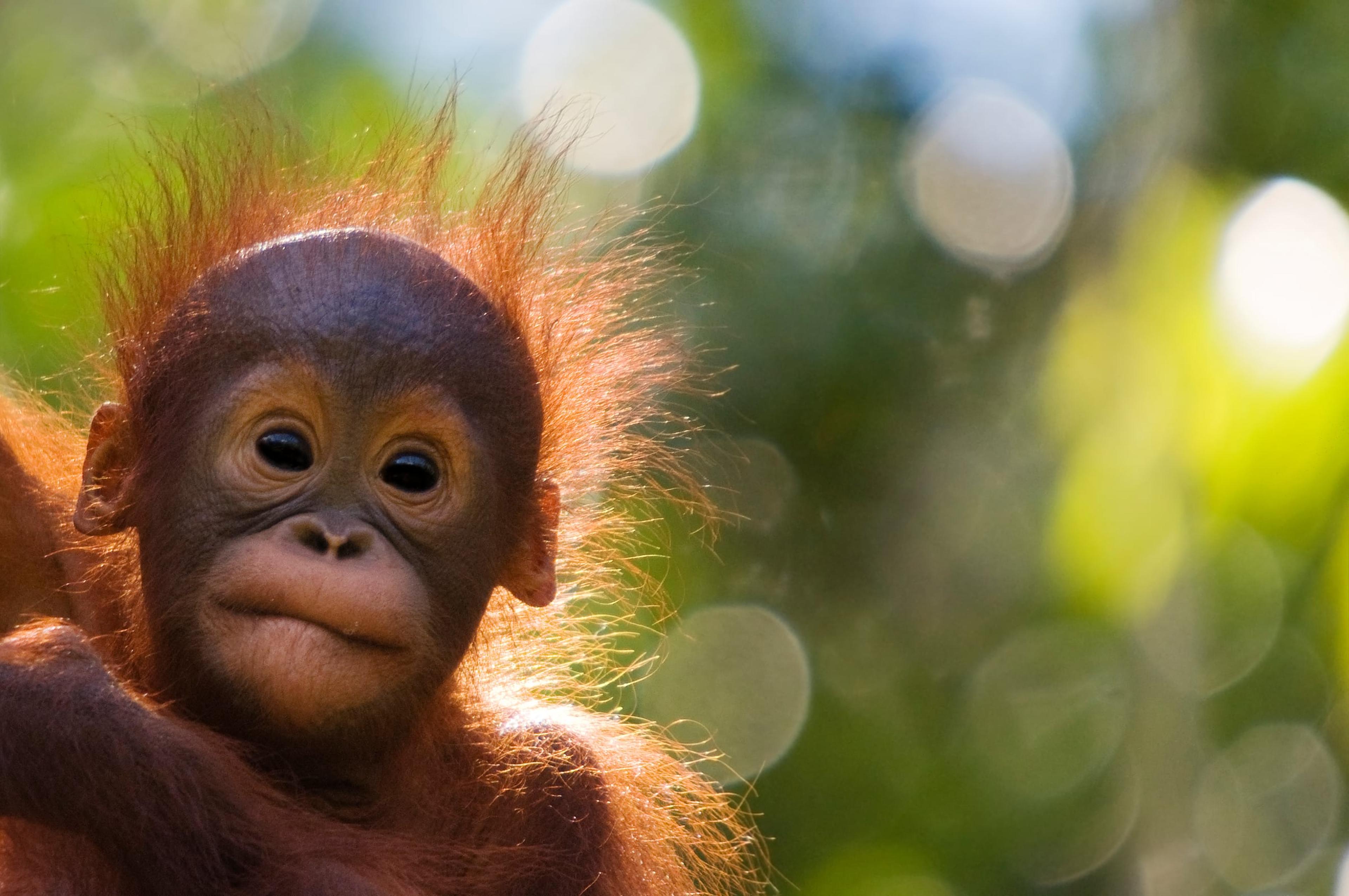 Orang-oetan baby