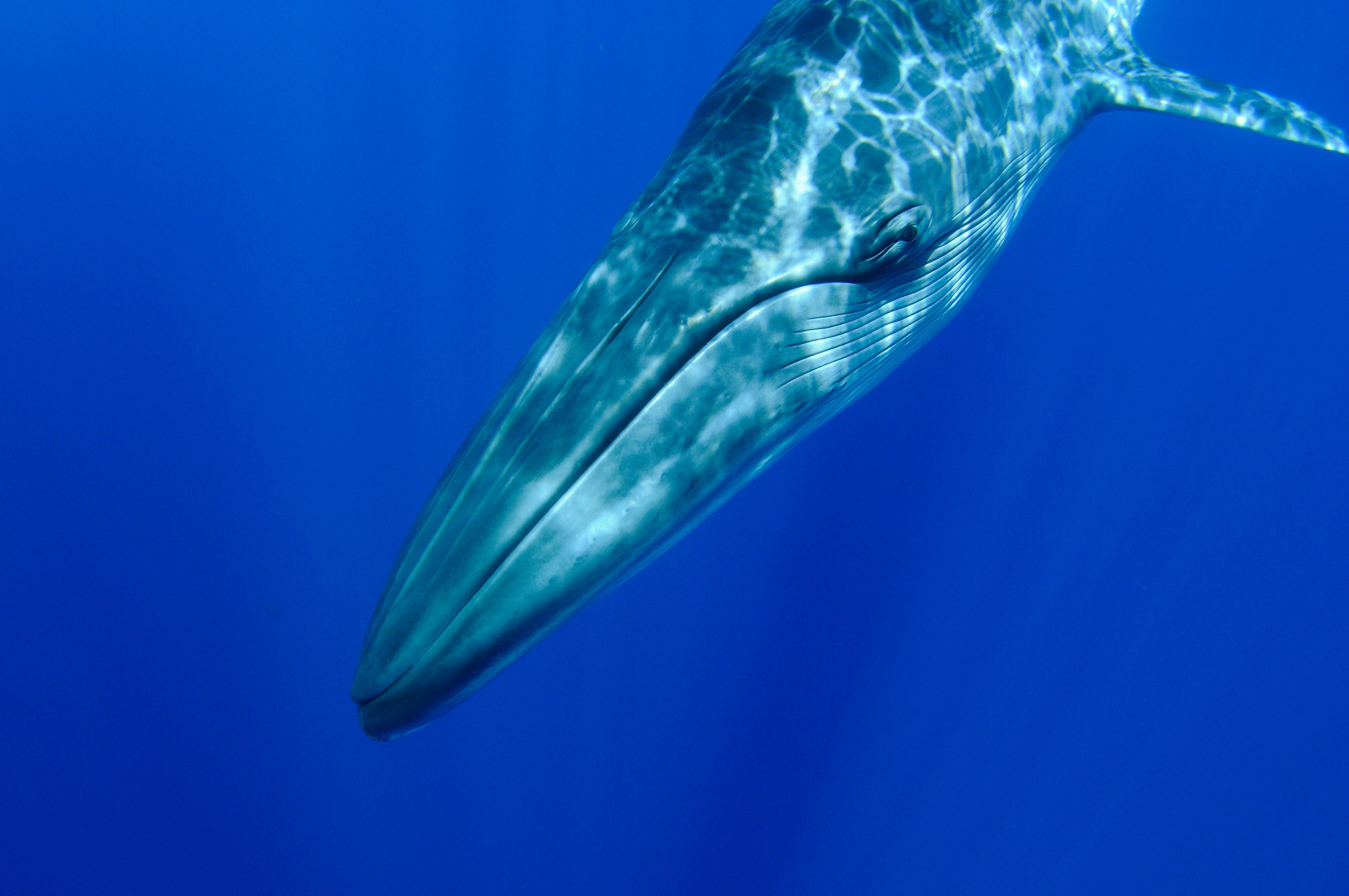 Walvis duikt