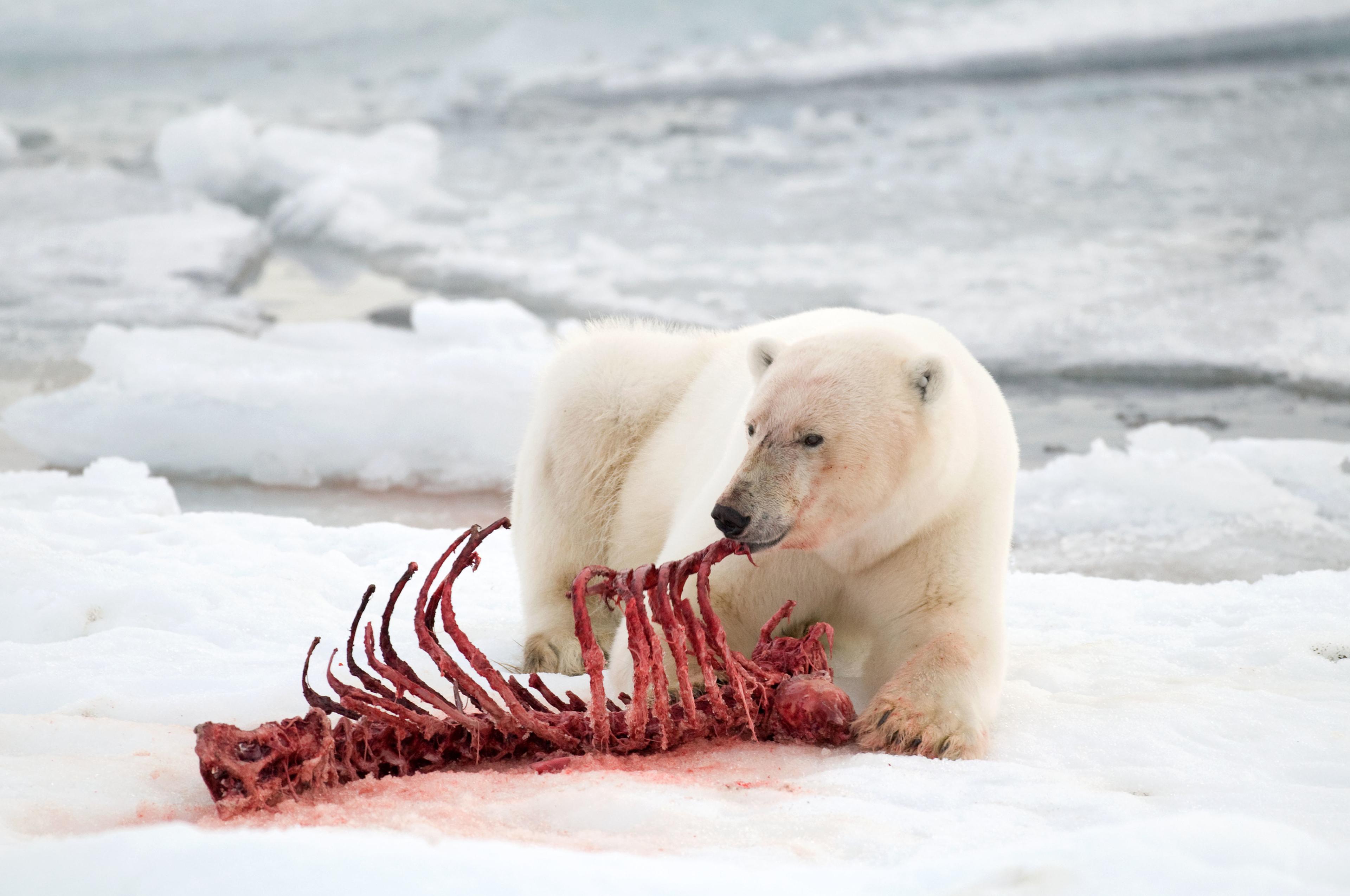 IJsbeer eet zeehond karkas op ijs