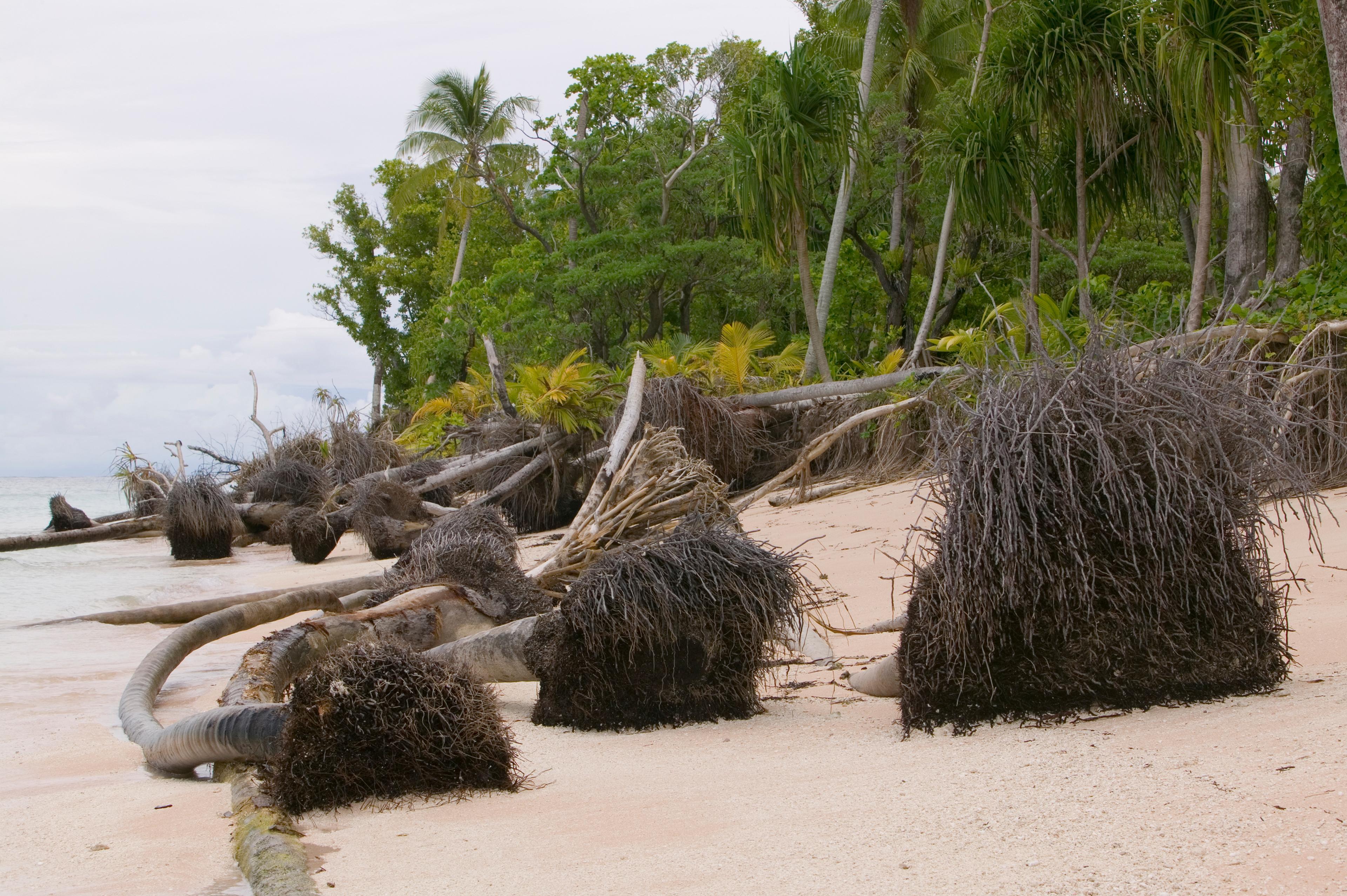palmbomen op strand