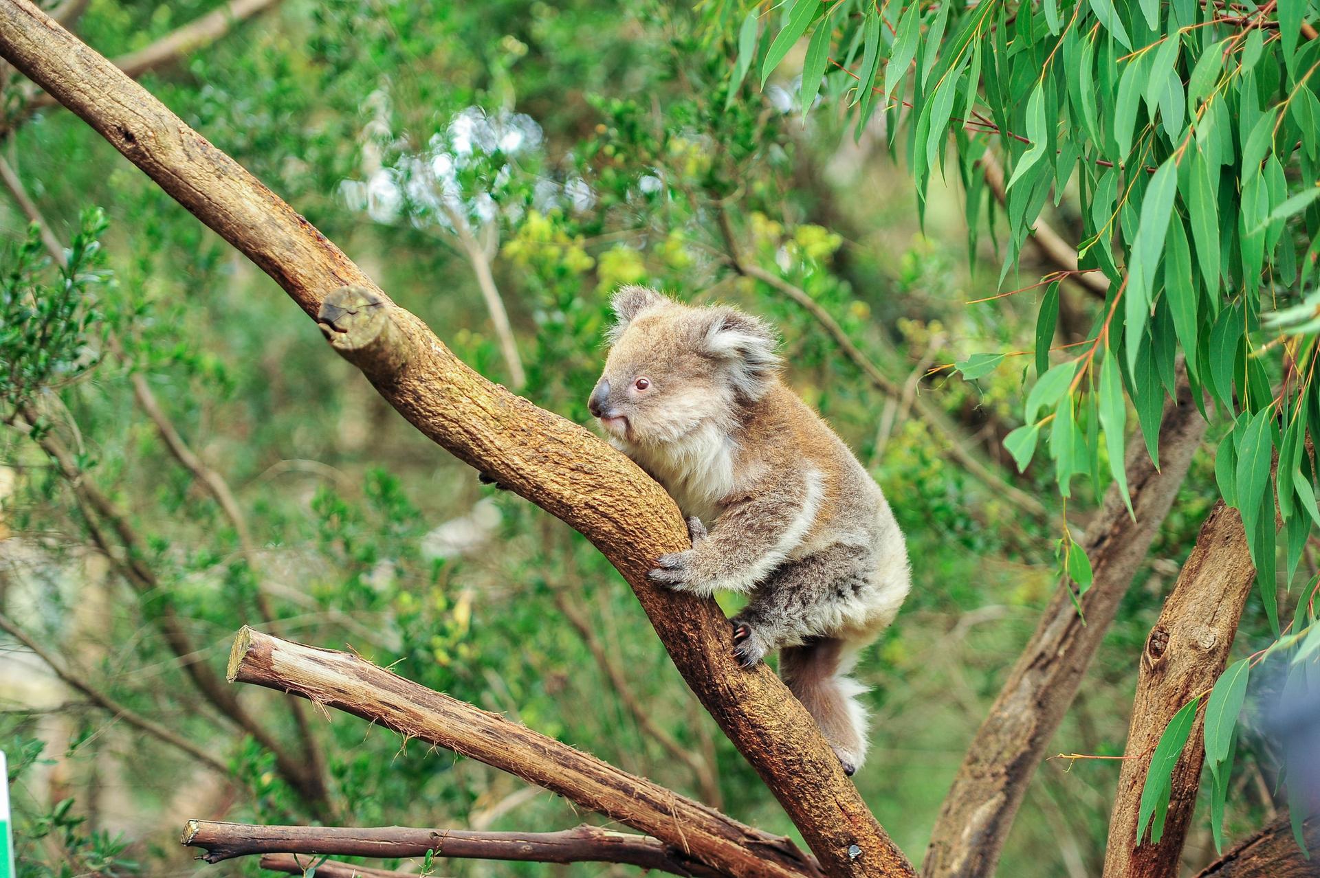 Koala in boom