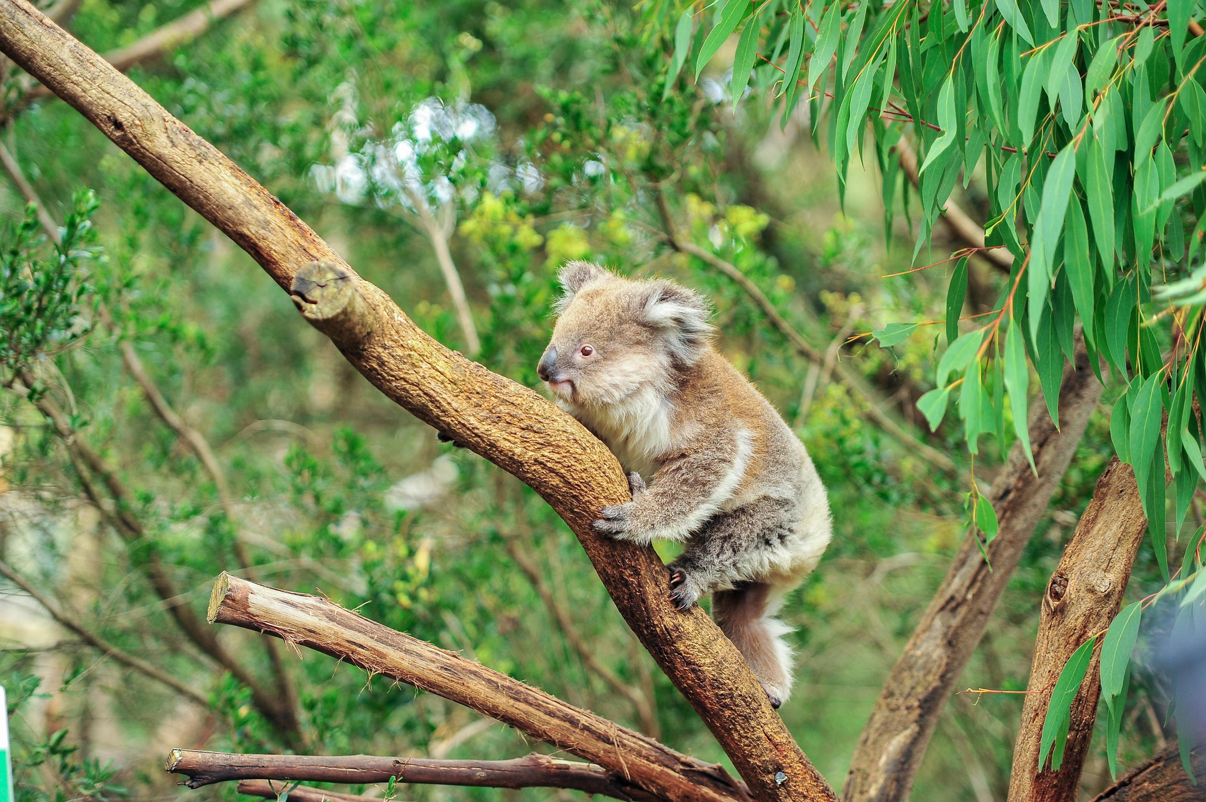 Koala in boom