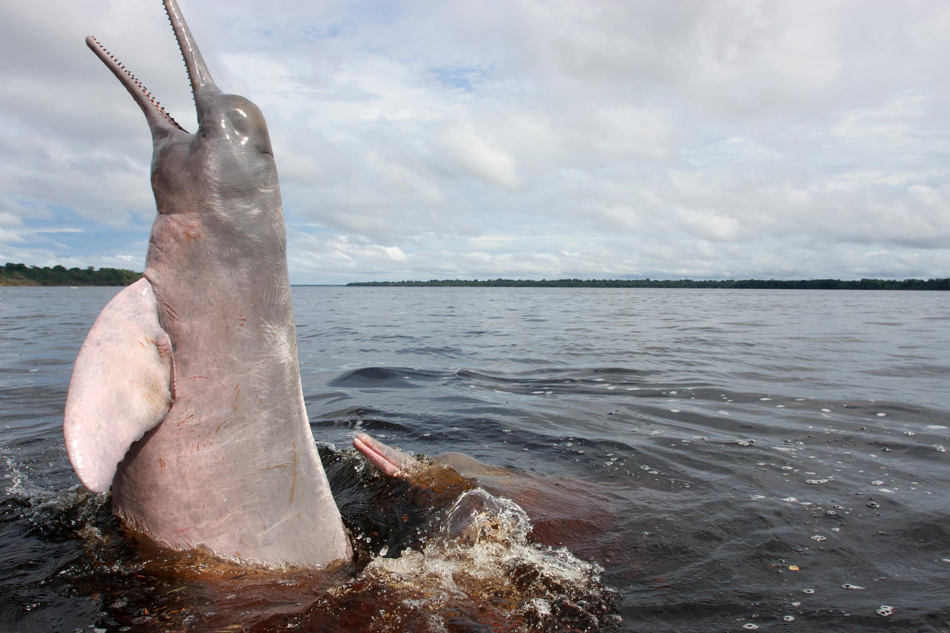 Amazone rivierdolfijn aan het oppervlak van de Rio Negro