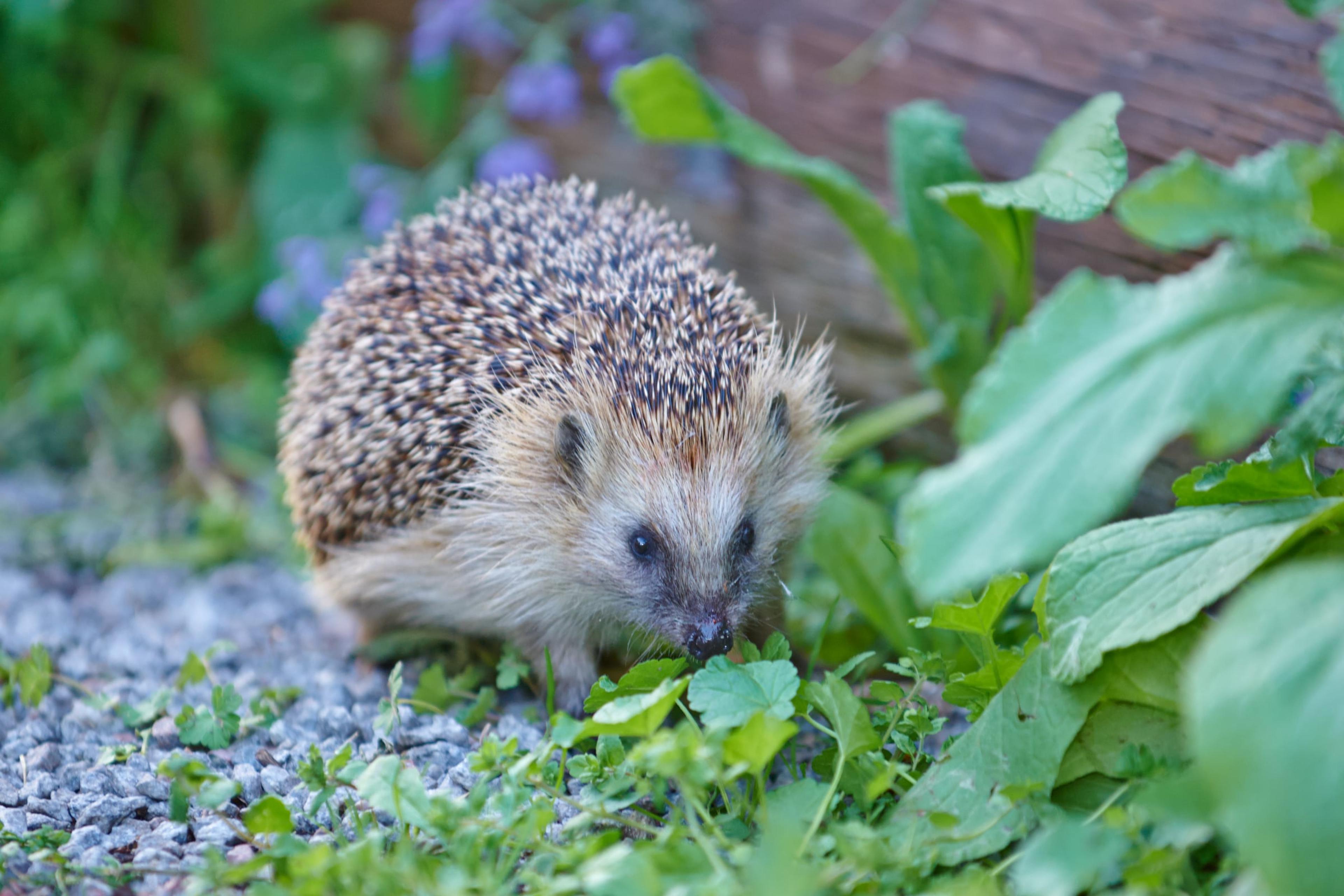 egel