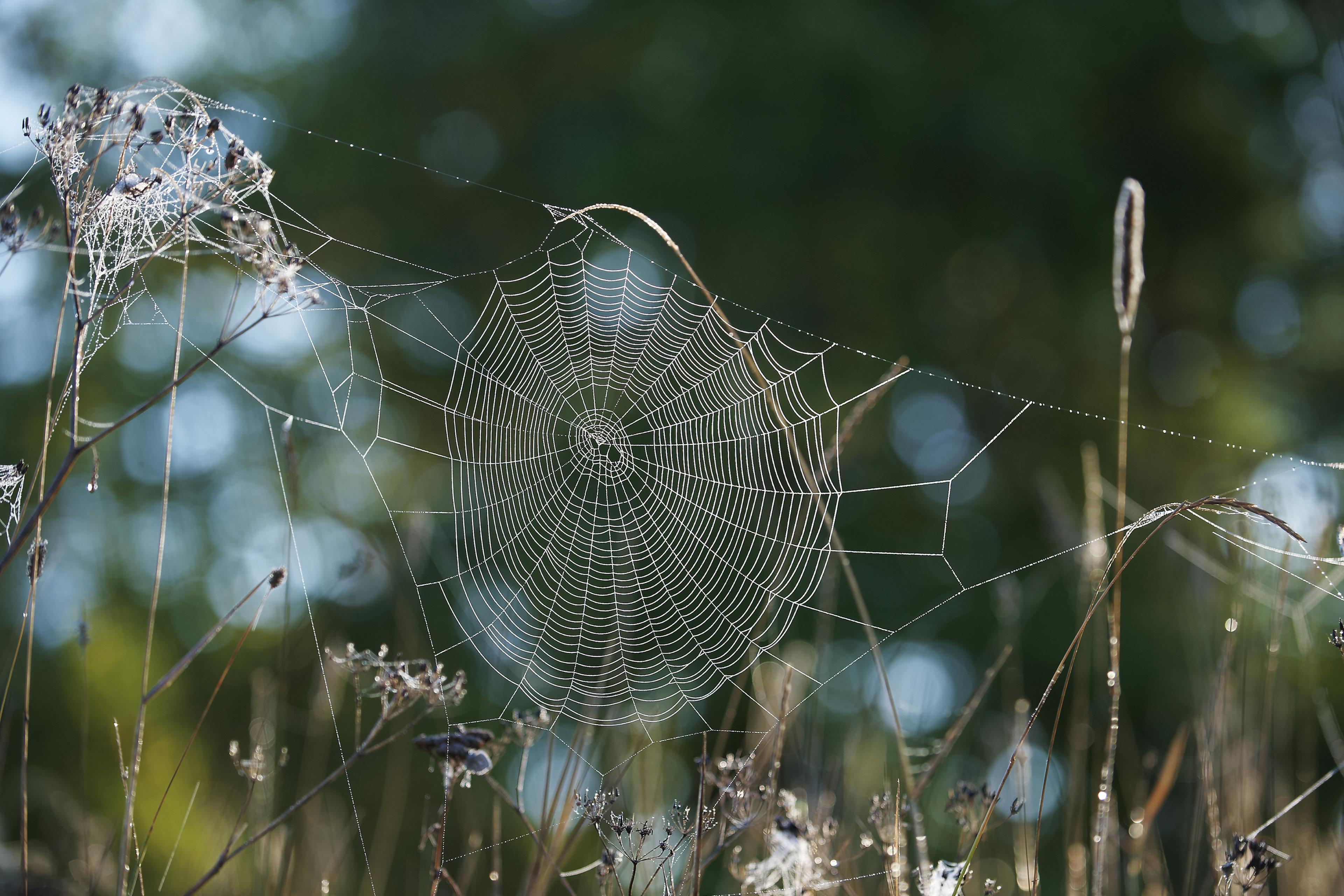 spinnenweb hangt tussen bloemen in