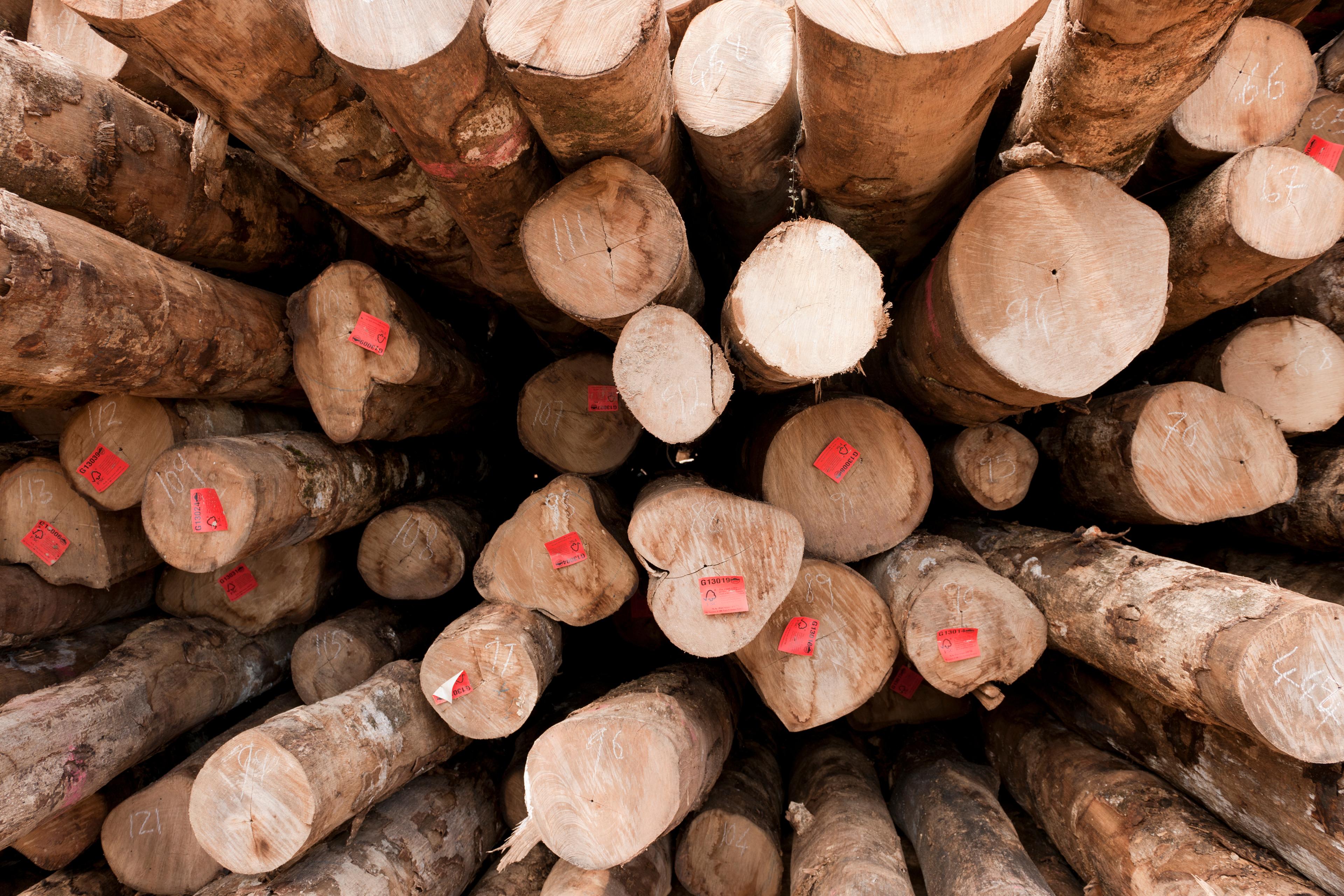 Boomstammen Kolombangara Forest Products