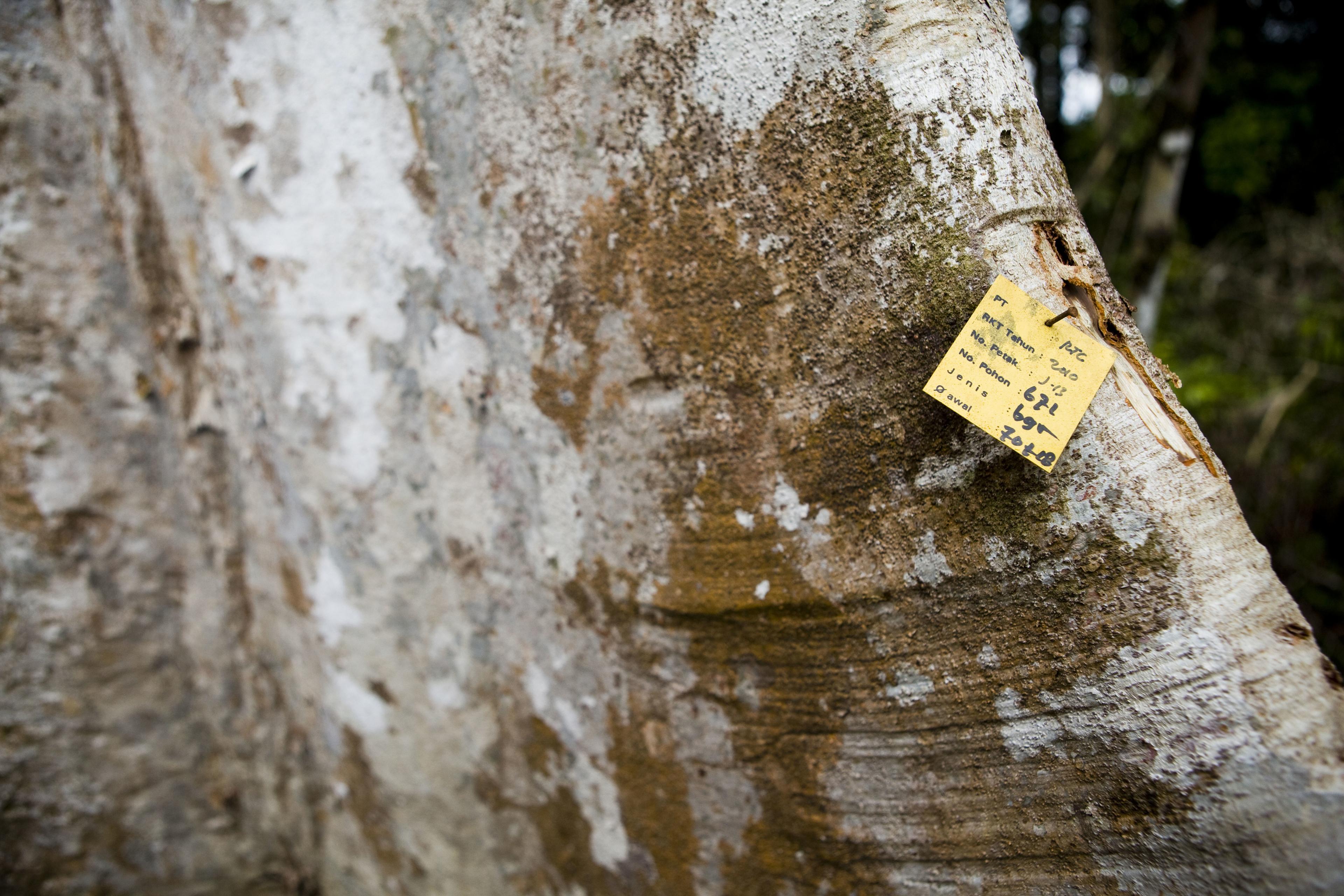 Label op hout Kalimantan Borneo