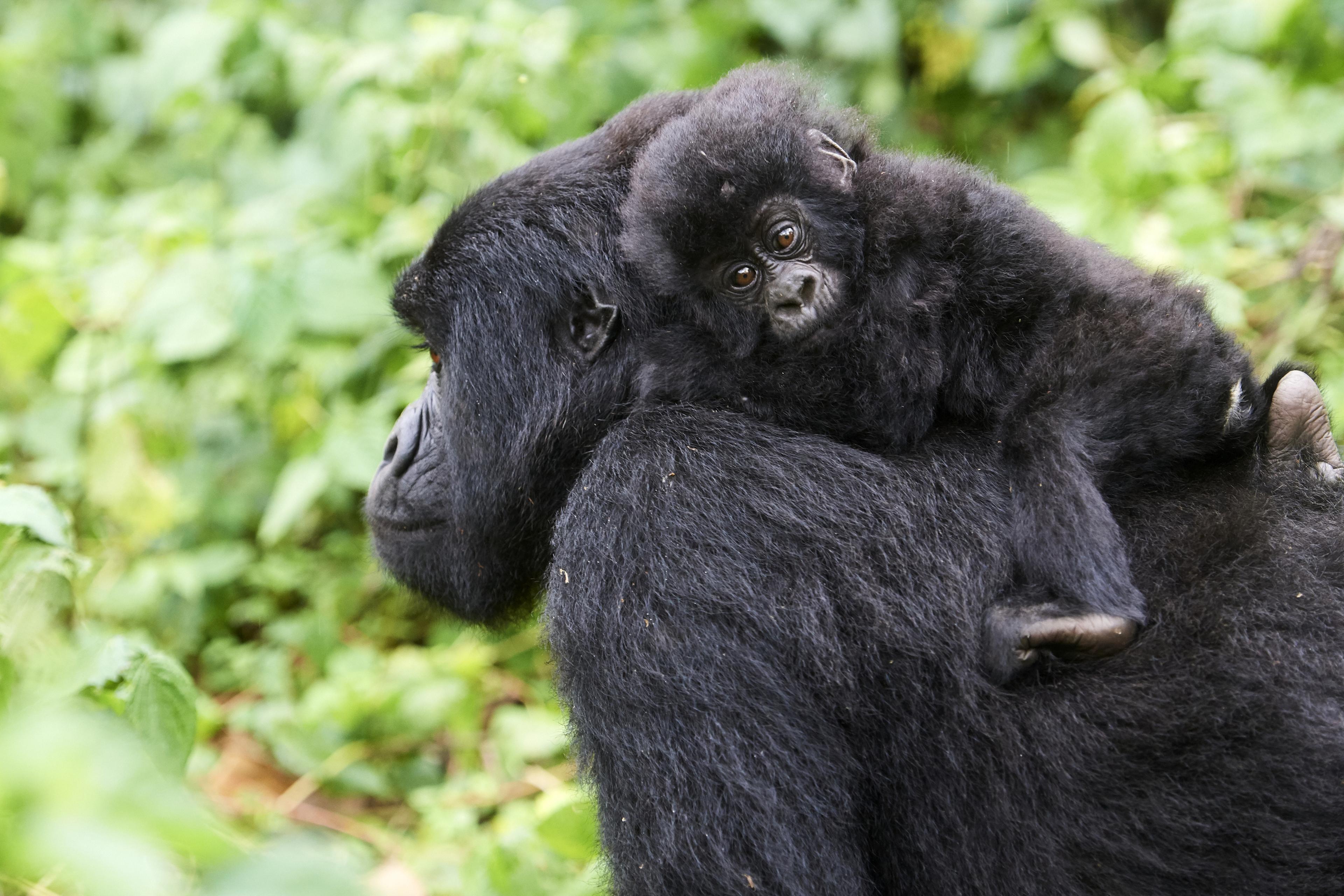 Gorilla met baby op rug