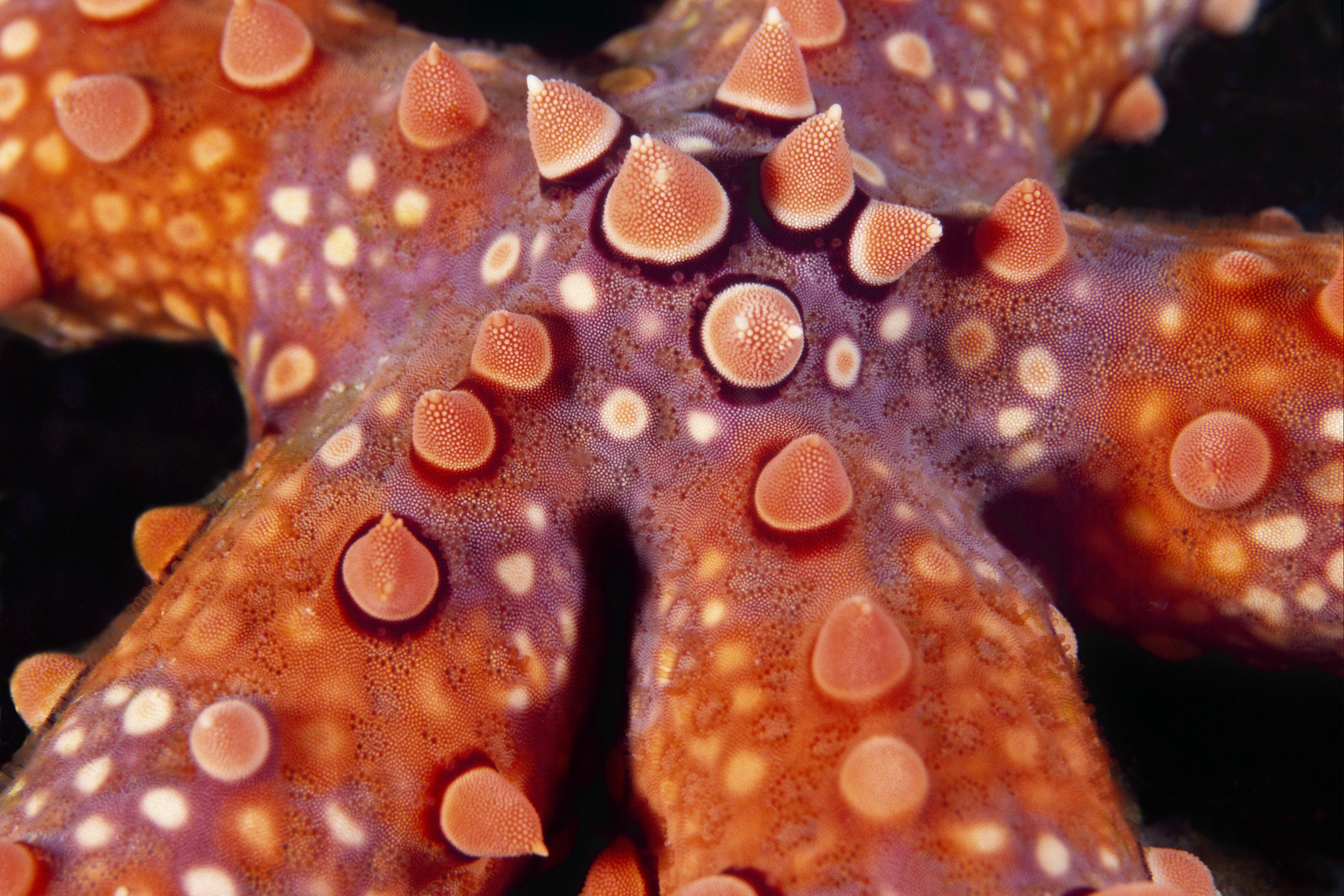 Close-up zeester
