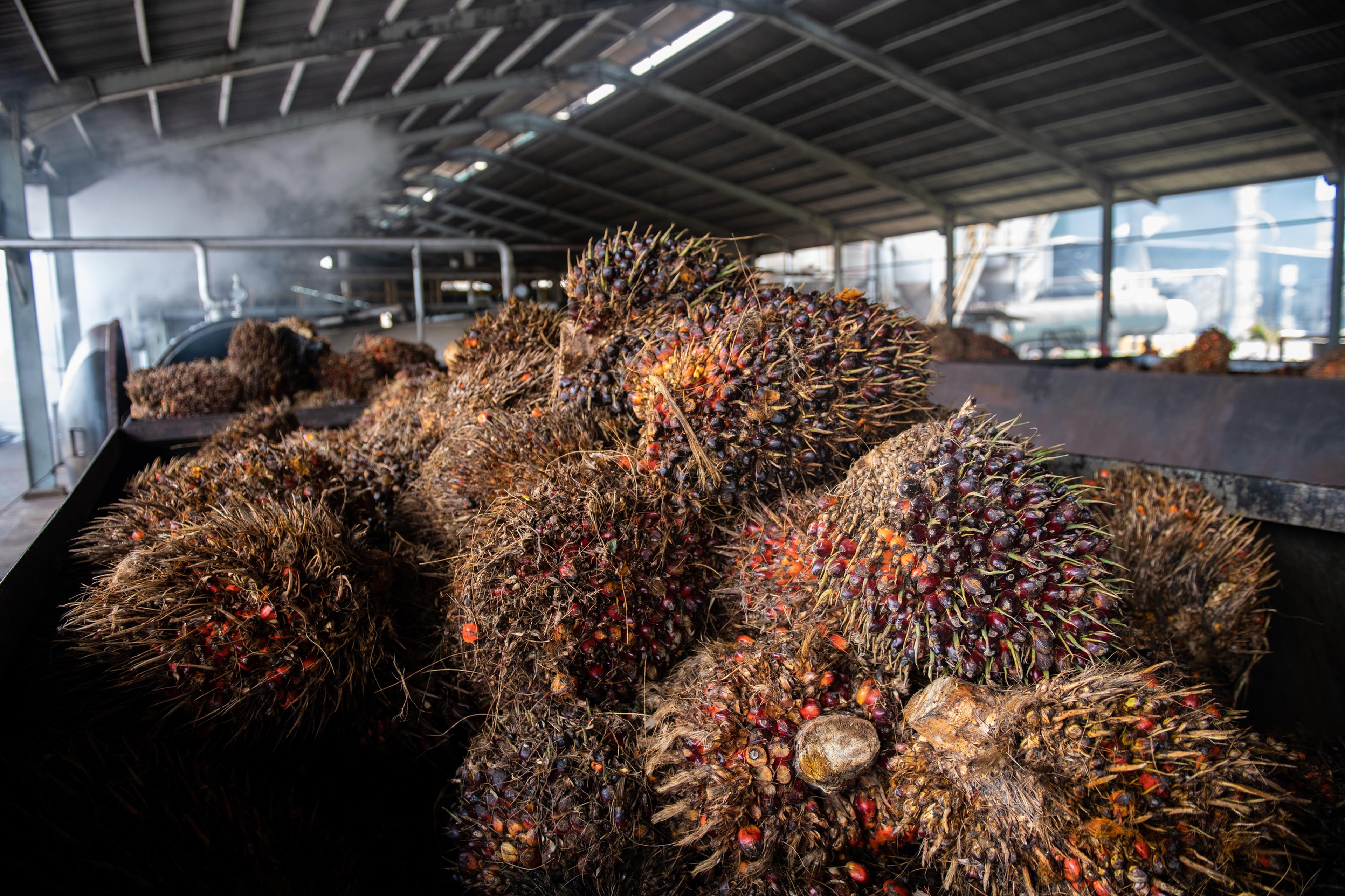 palmolie palm fruit
