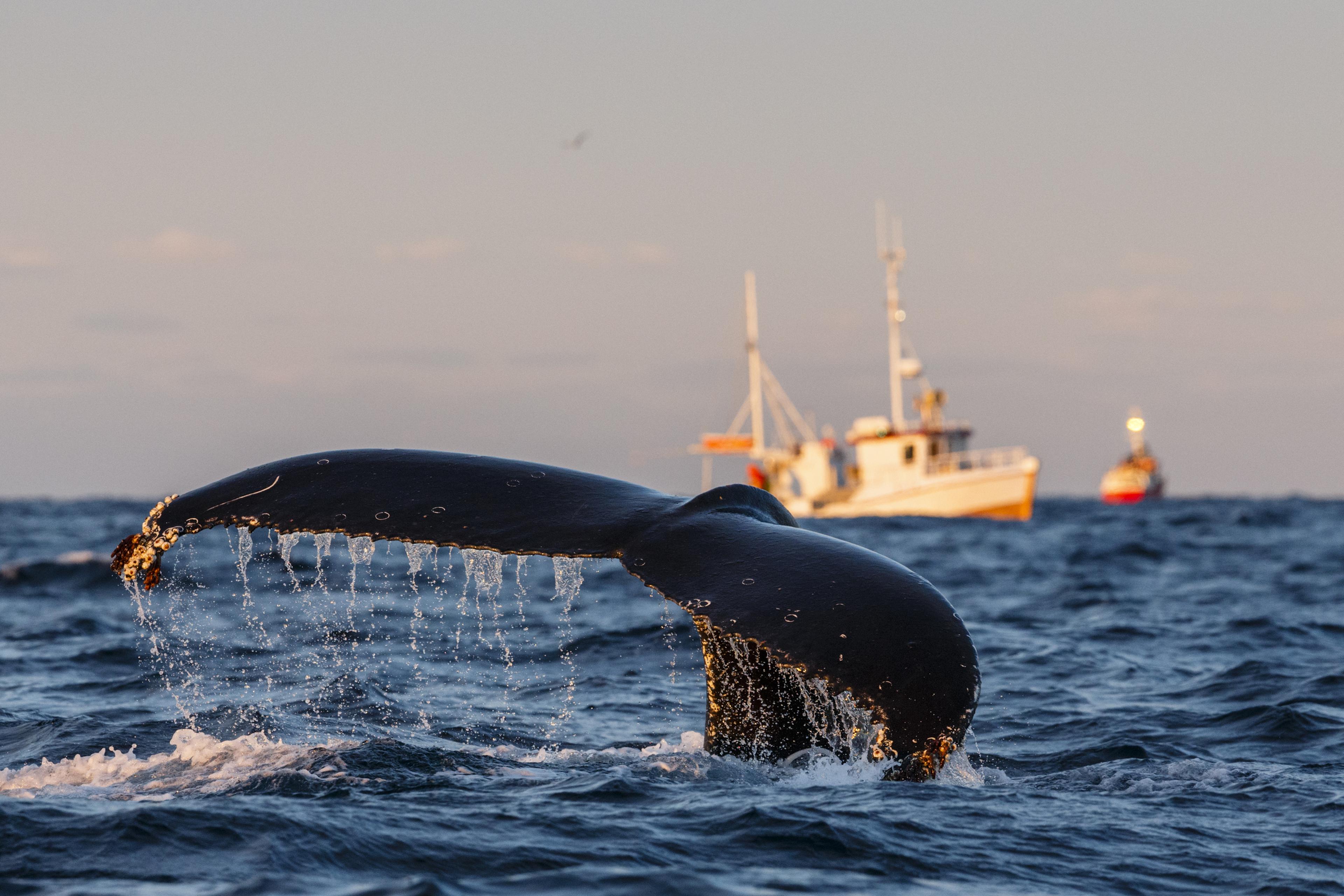 Bultrug bij vissersbootje