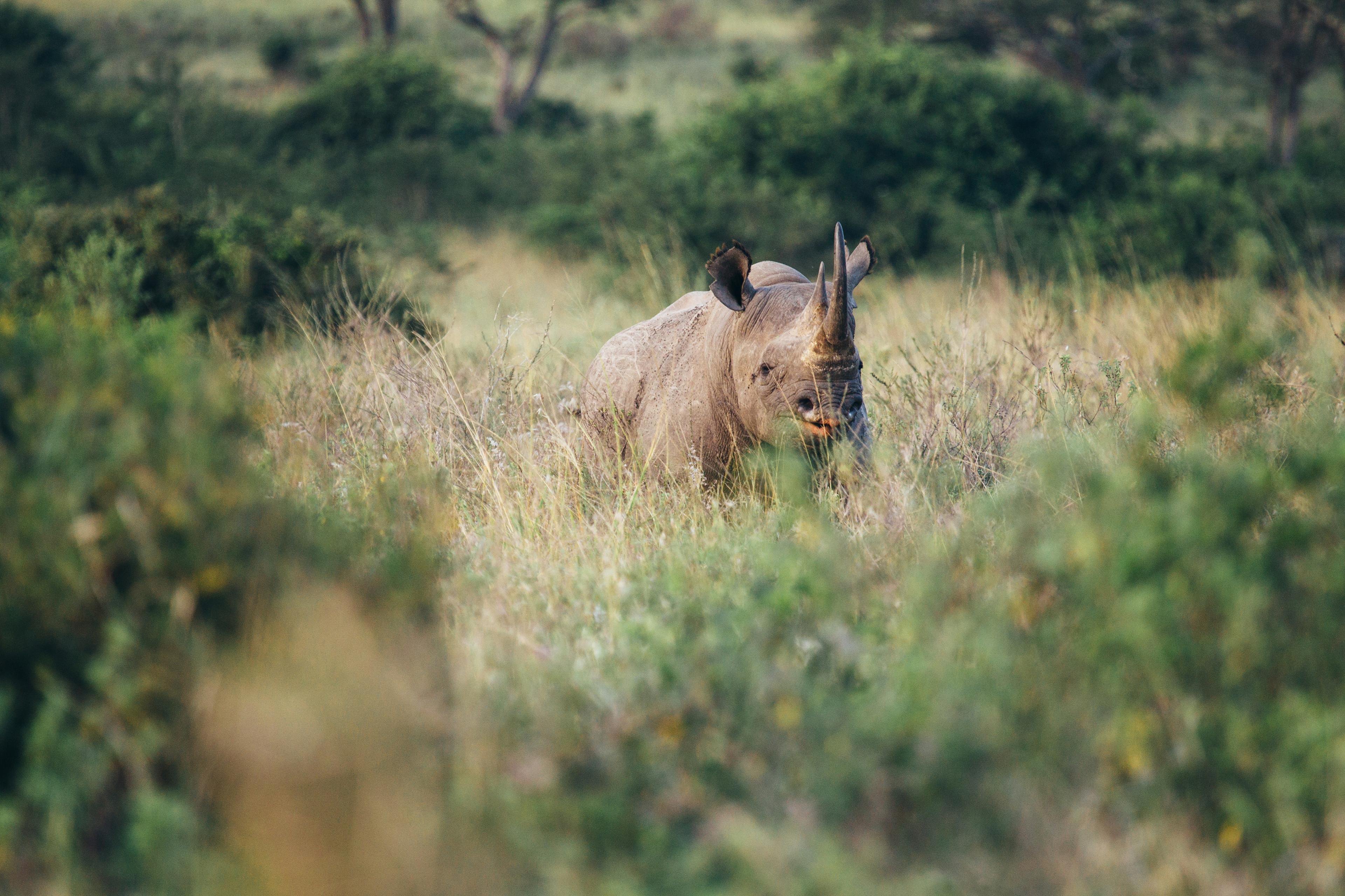 zwarte neushoorn in nairobi national park in kenia