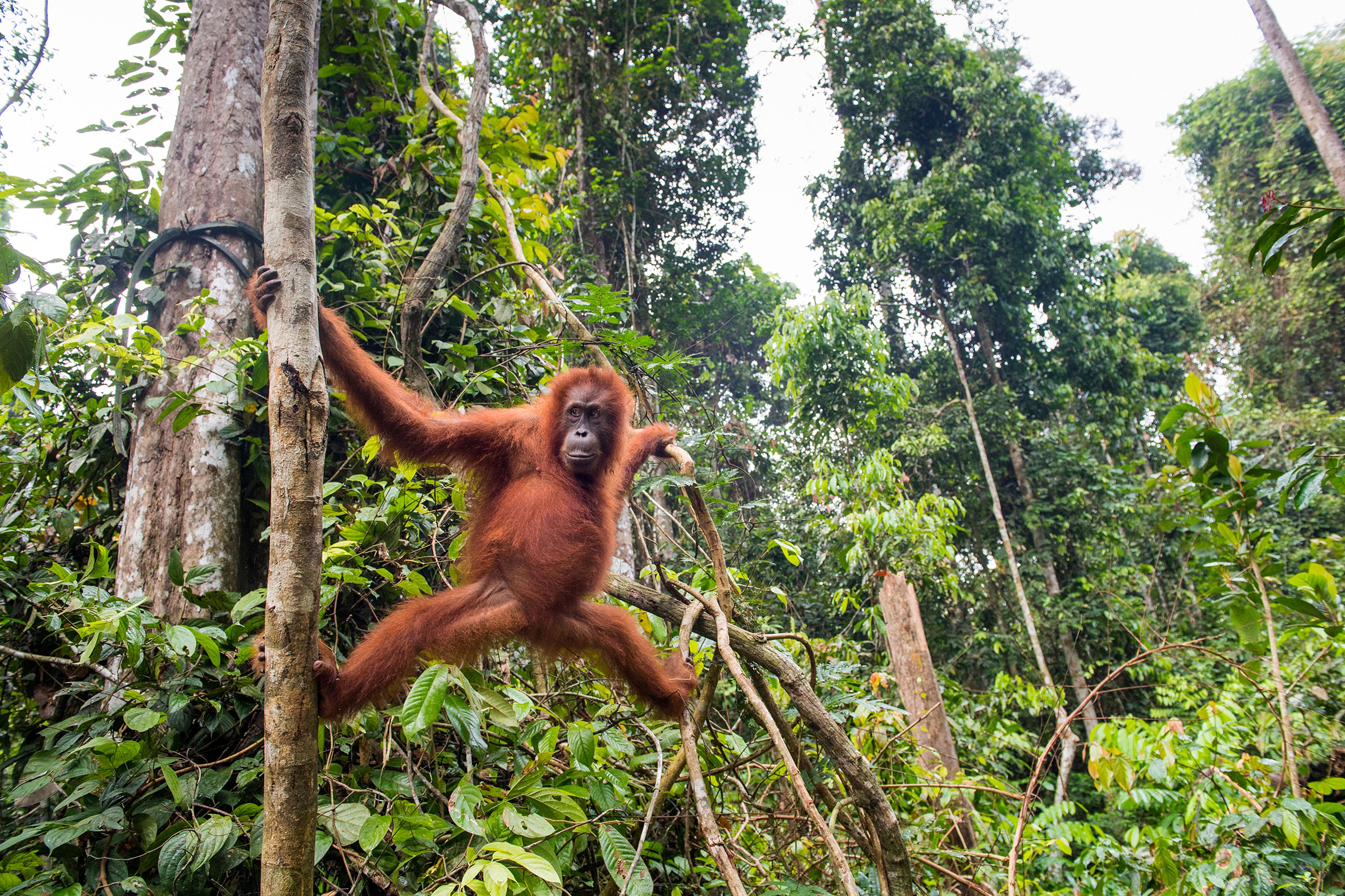 Orang-oetan in een boom