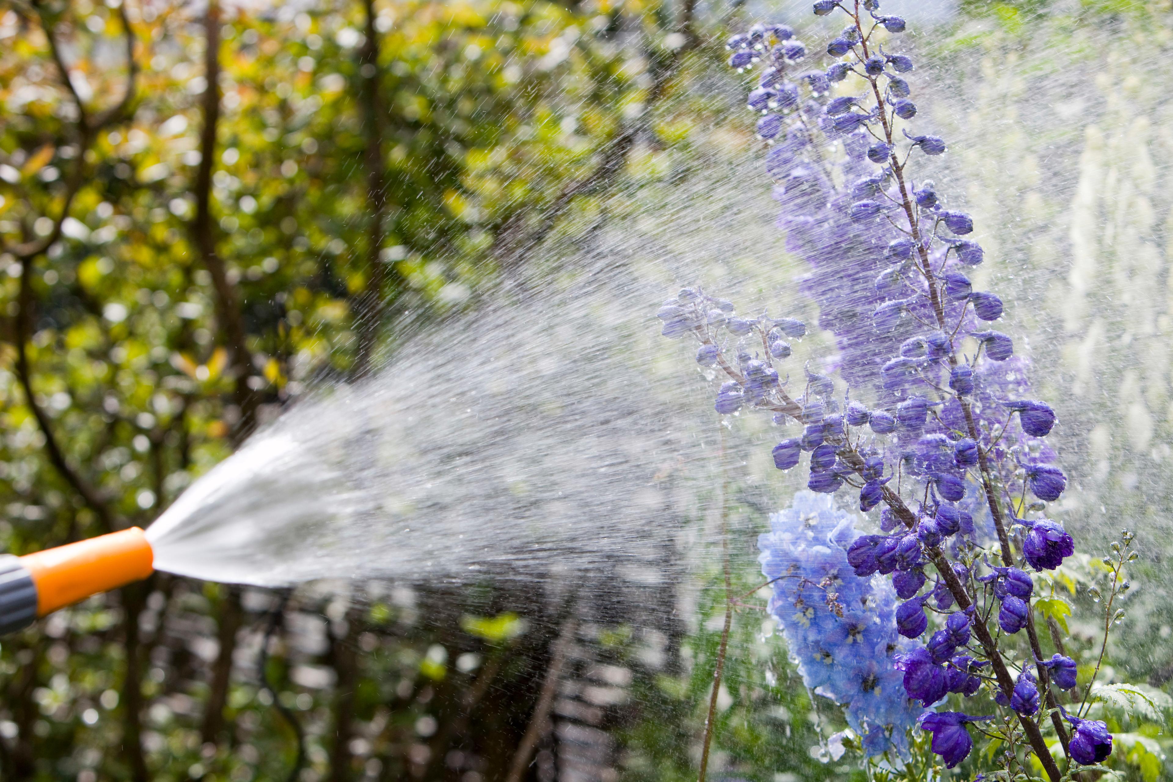 paarse bloemen worden met tuinslang besproeit