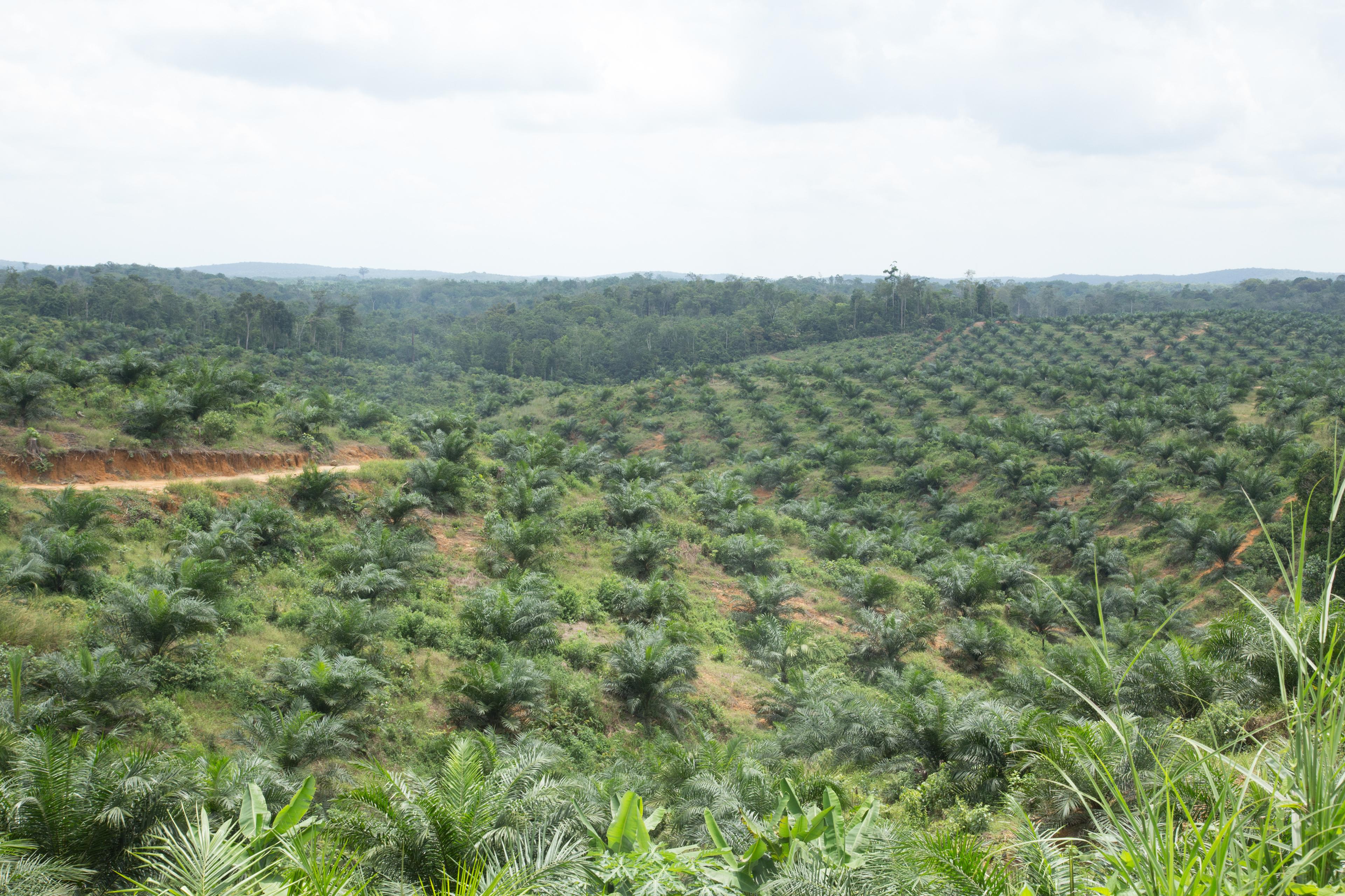 Bovenaanzicht palmolieplantage in Indonesië