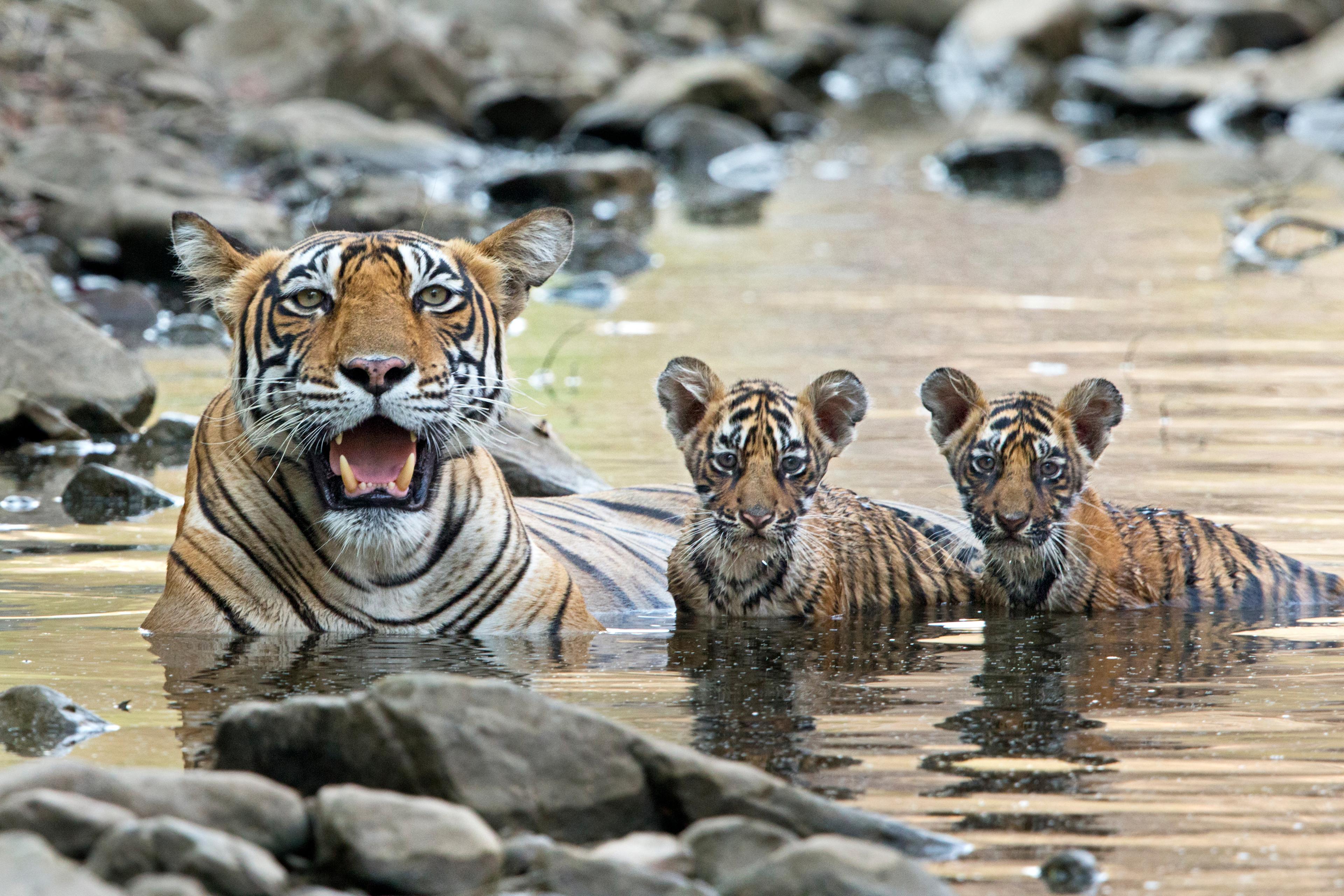 Bengaalse tijger met twee welpen in het water