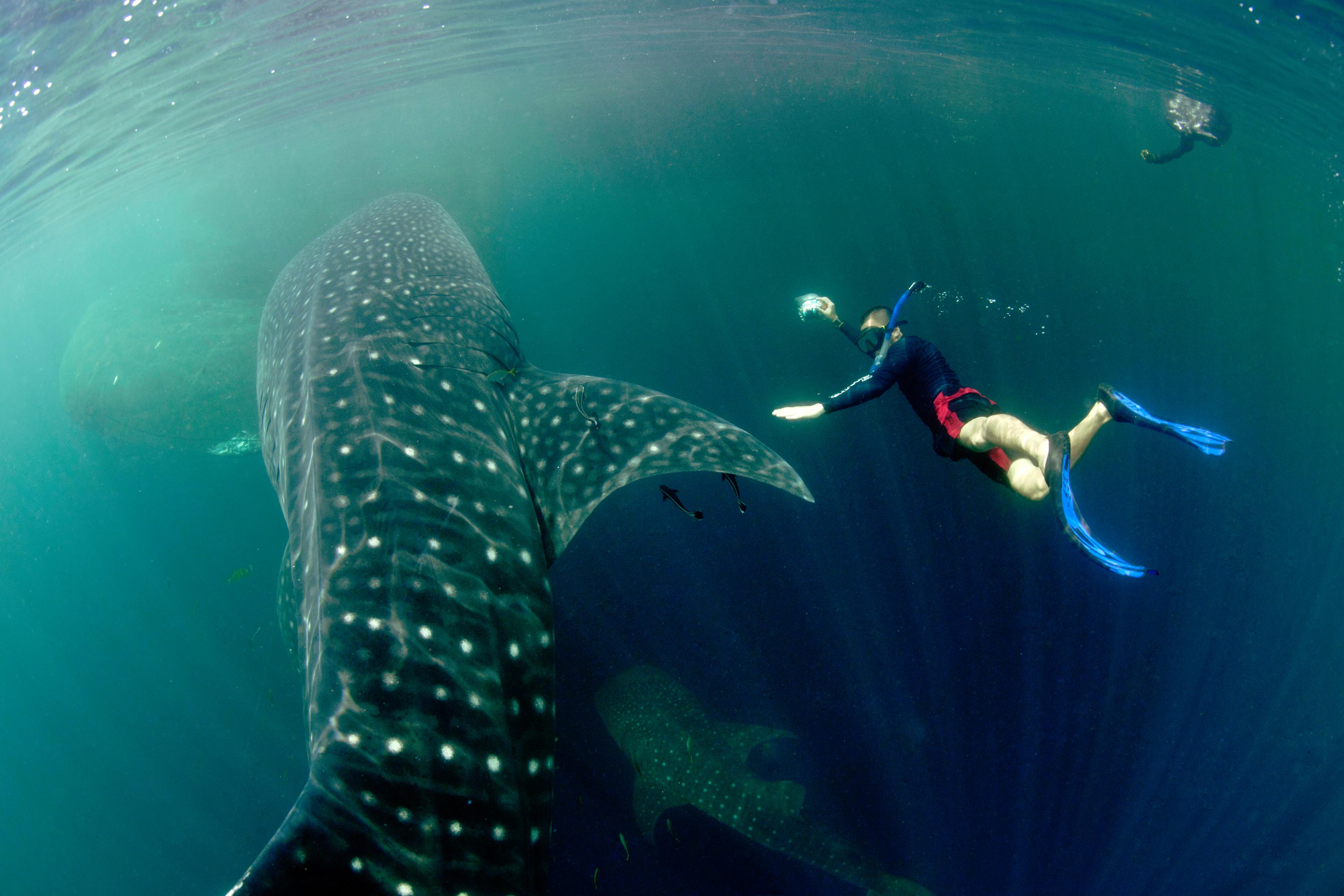 Walvishaai zwemt met duiker in de zee