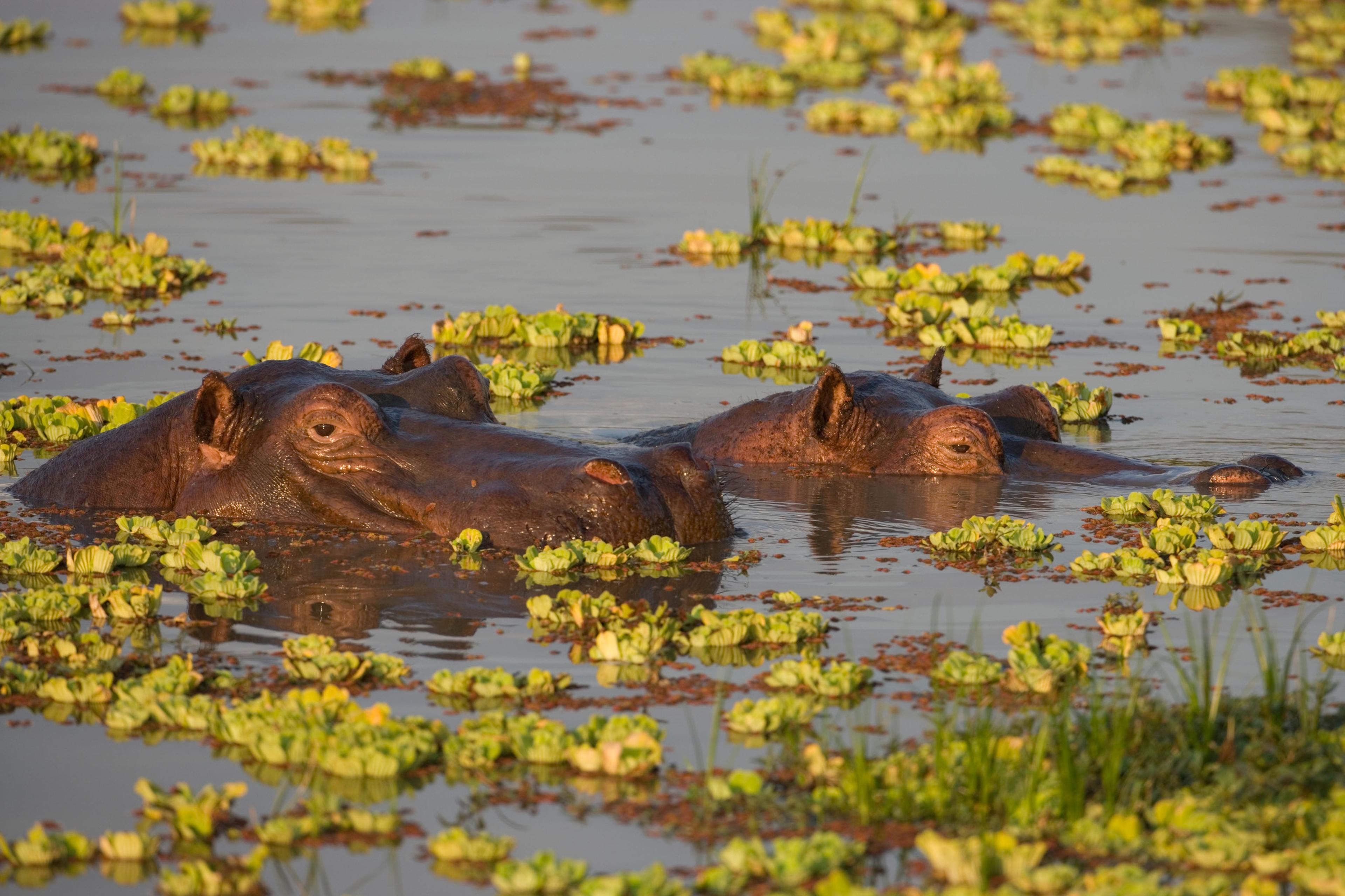 Nijlpaarden in water onder watersla