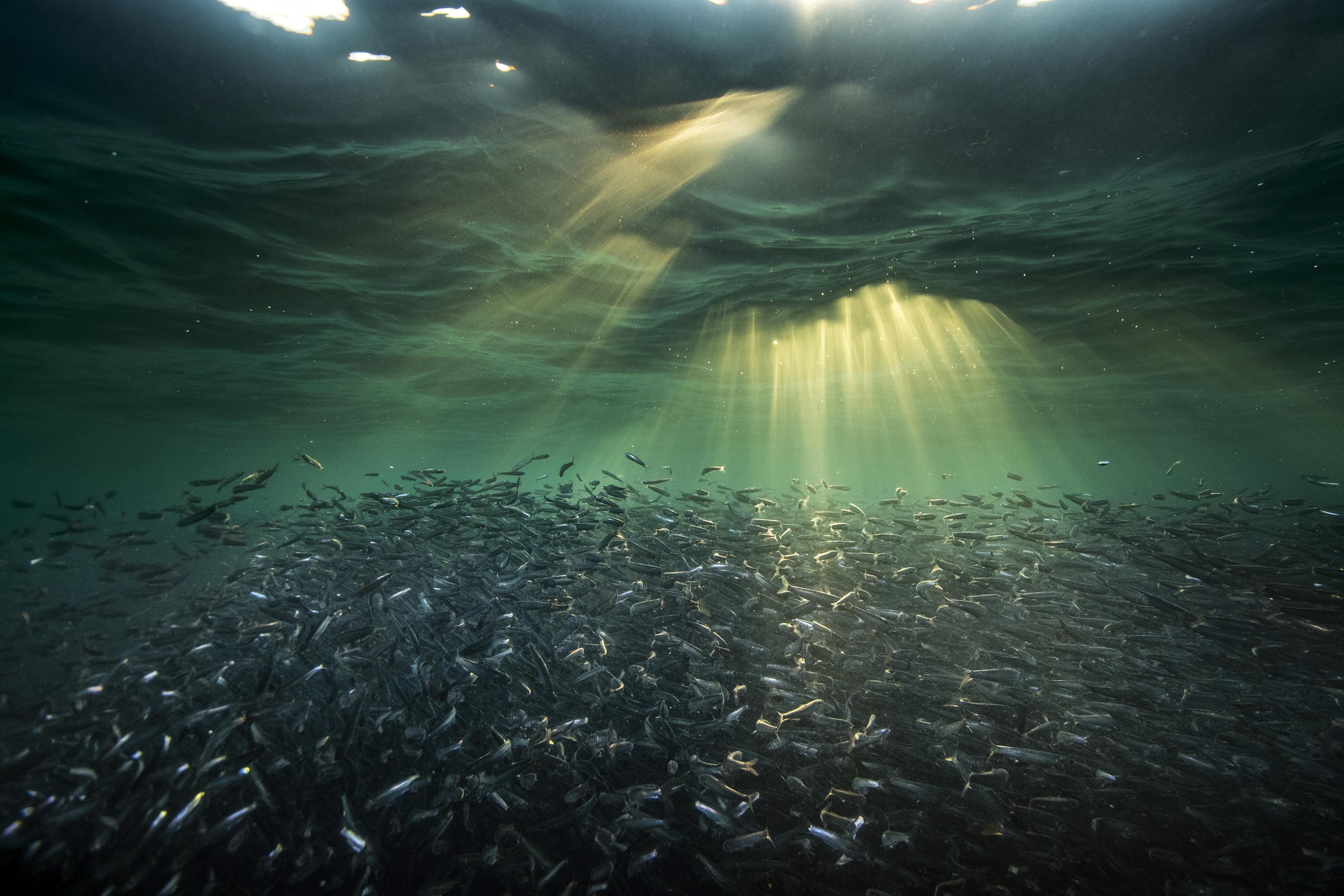 Ansjovissen onder water