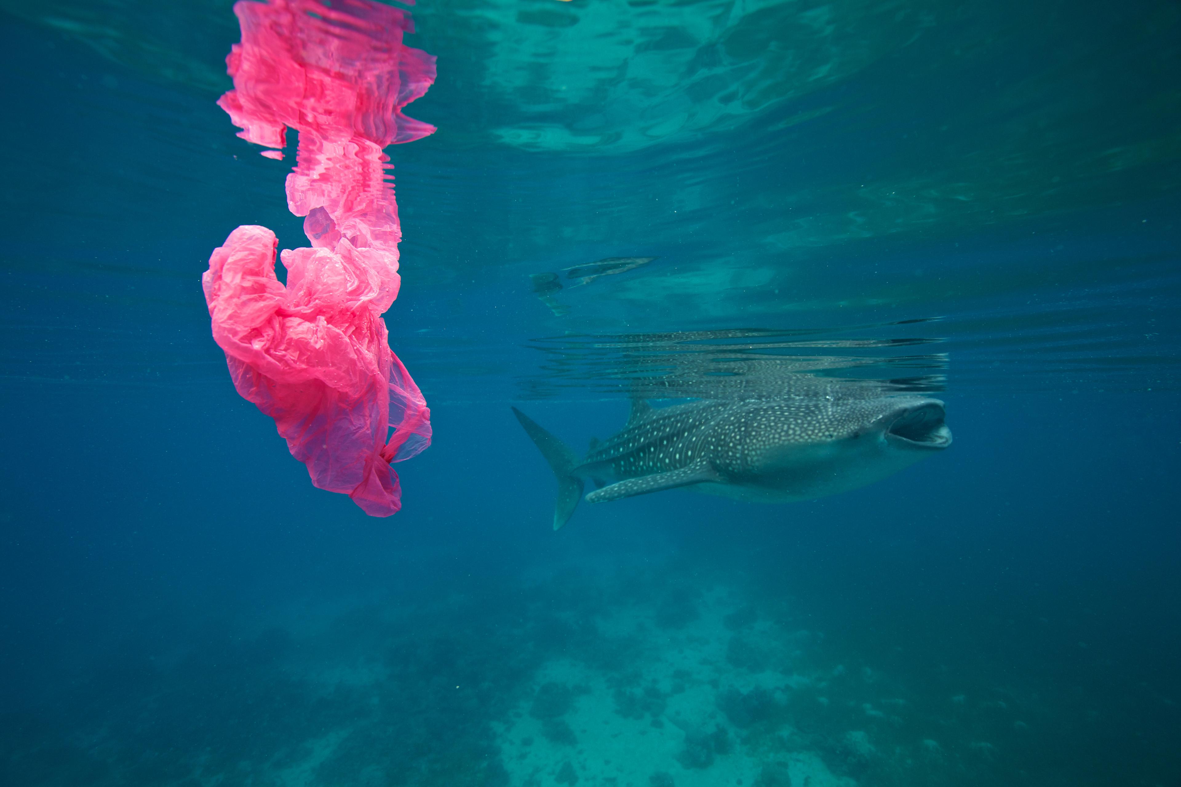 Walvishaai zwemt naast plastic zak
