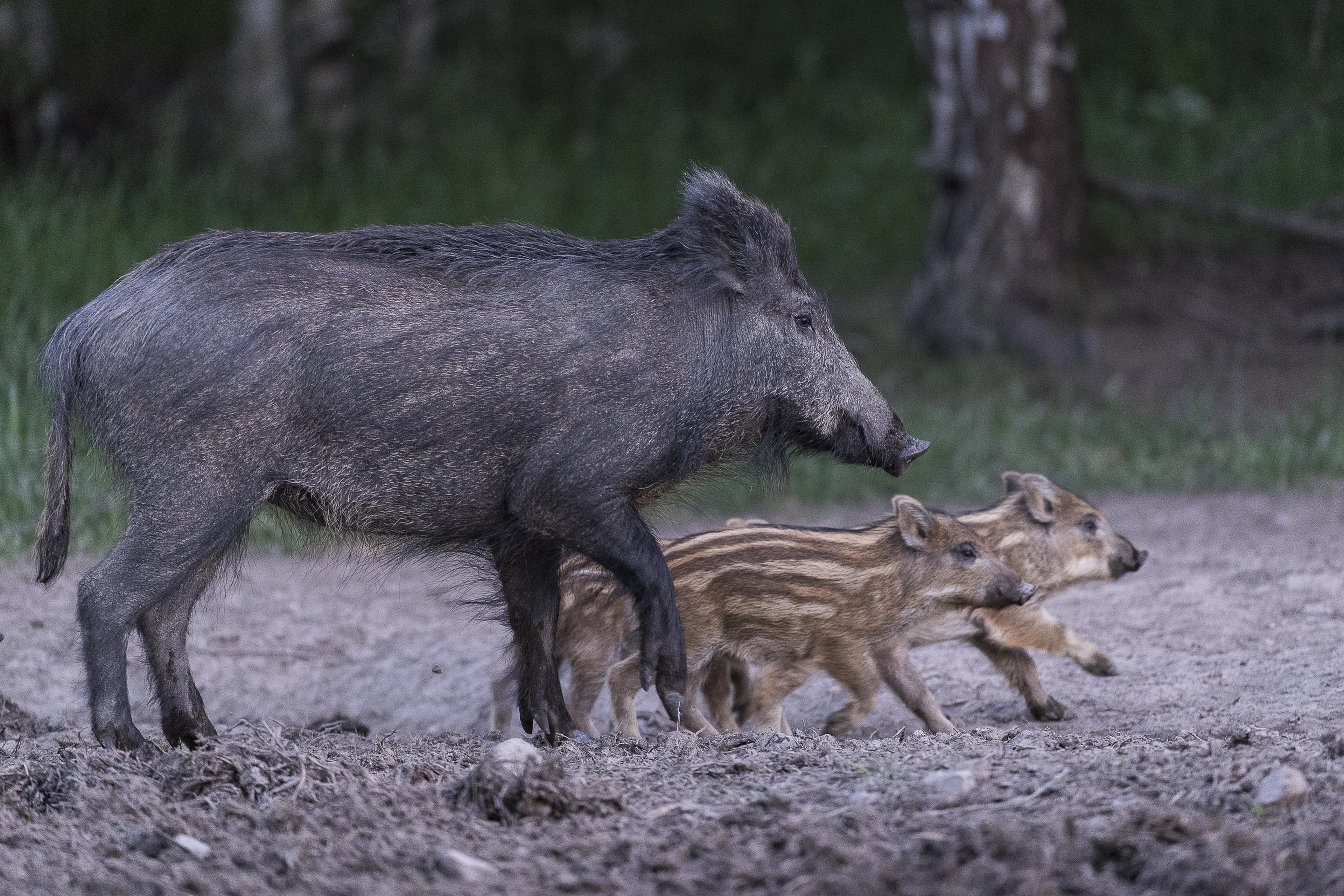 Everzwijn met biggen