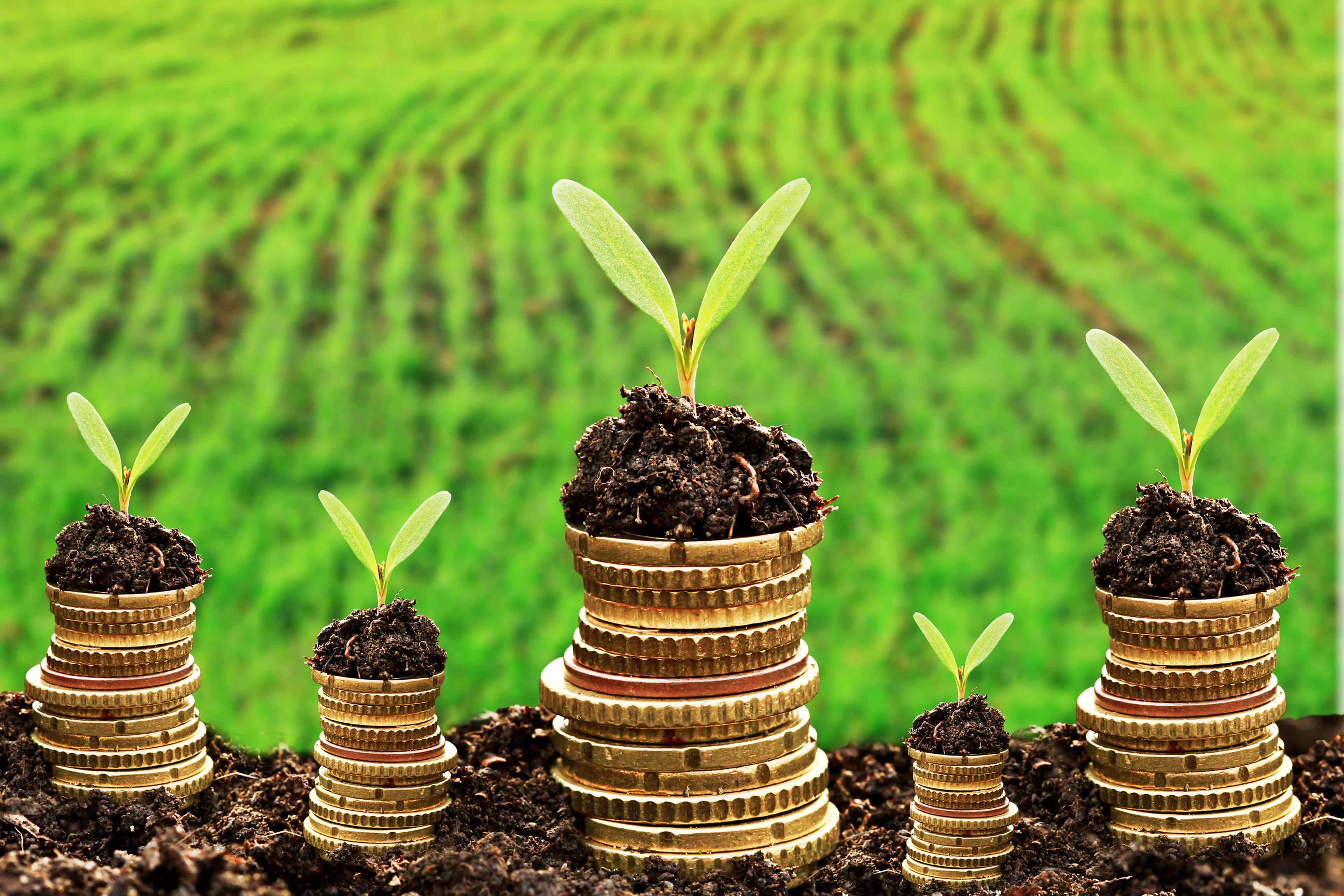 Plantjes groeien bovenop stapels met muntgeld
