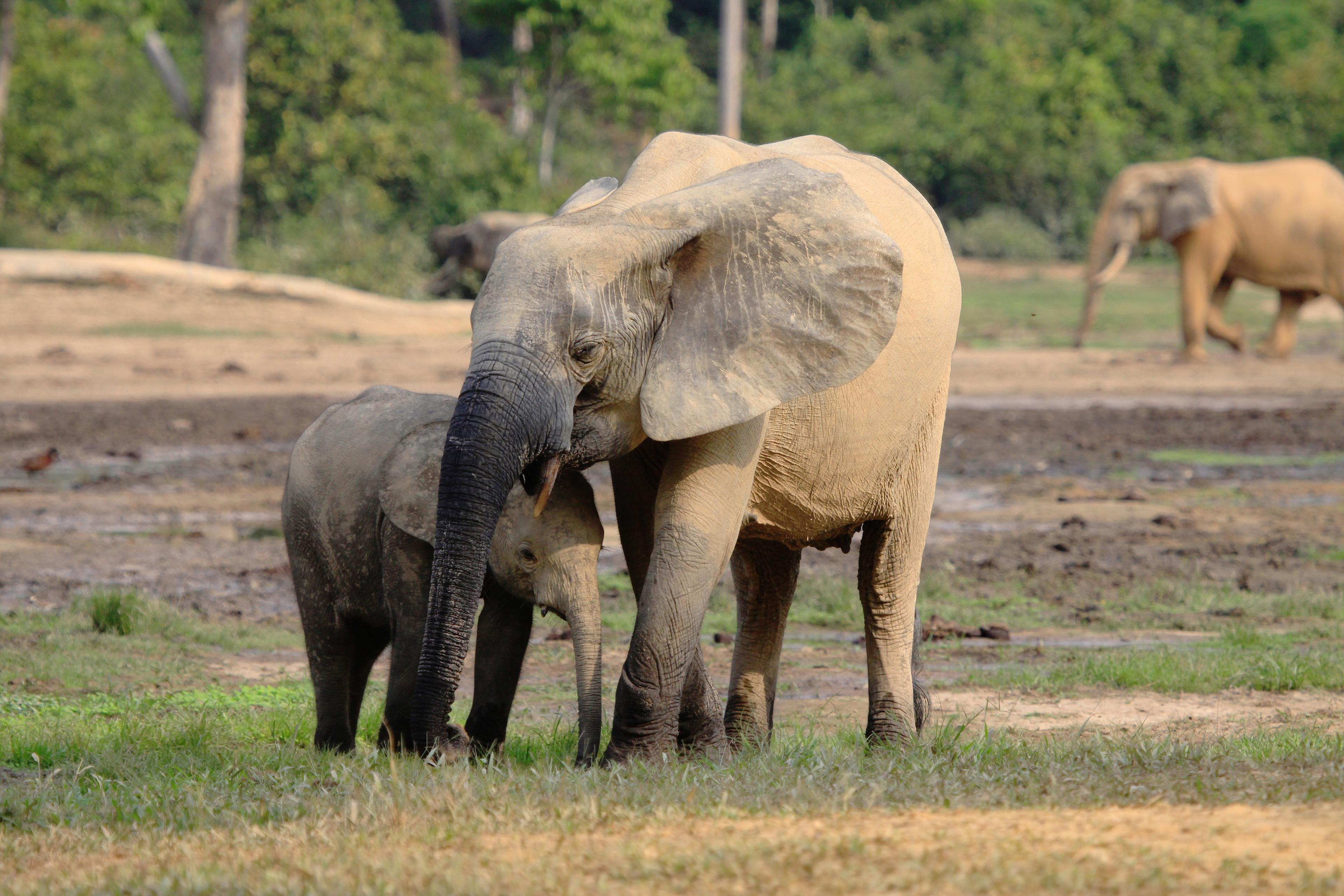 Olifant met baby