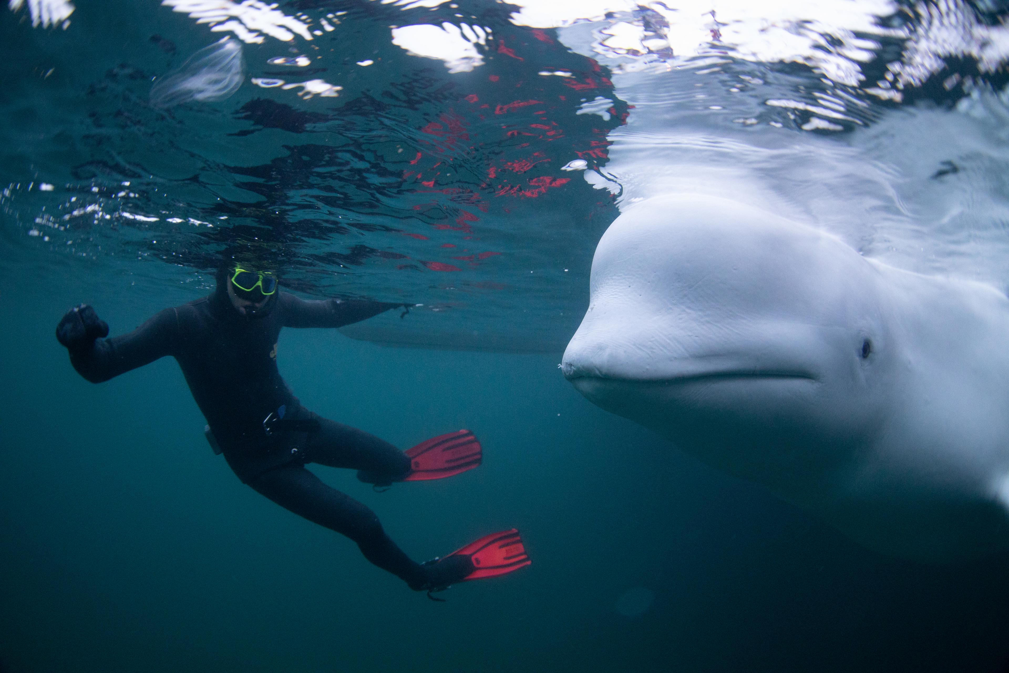 Beluga en onderzoeker in het water