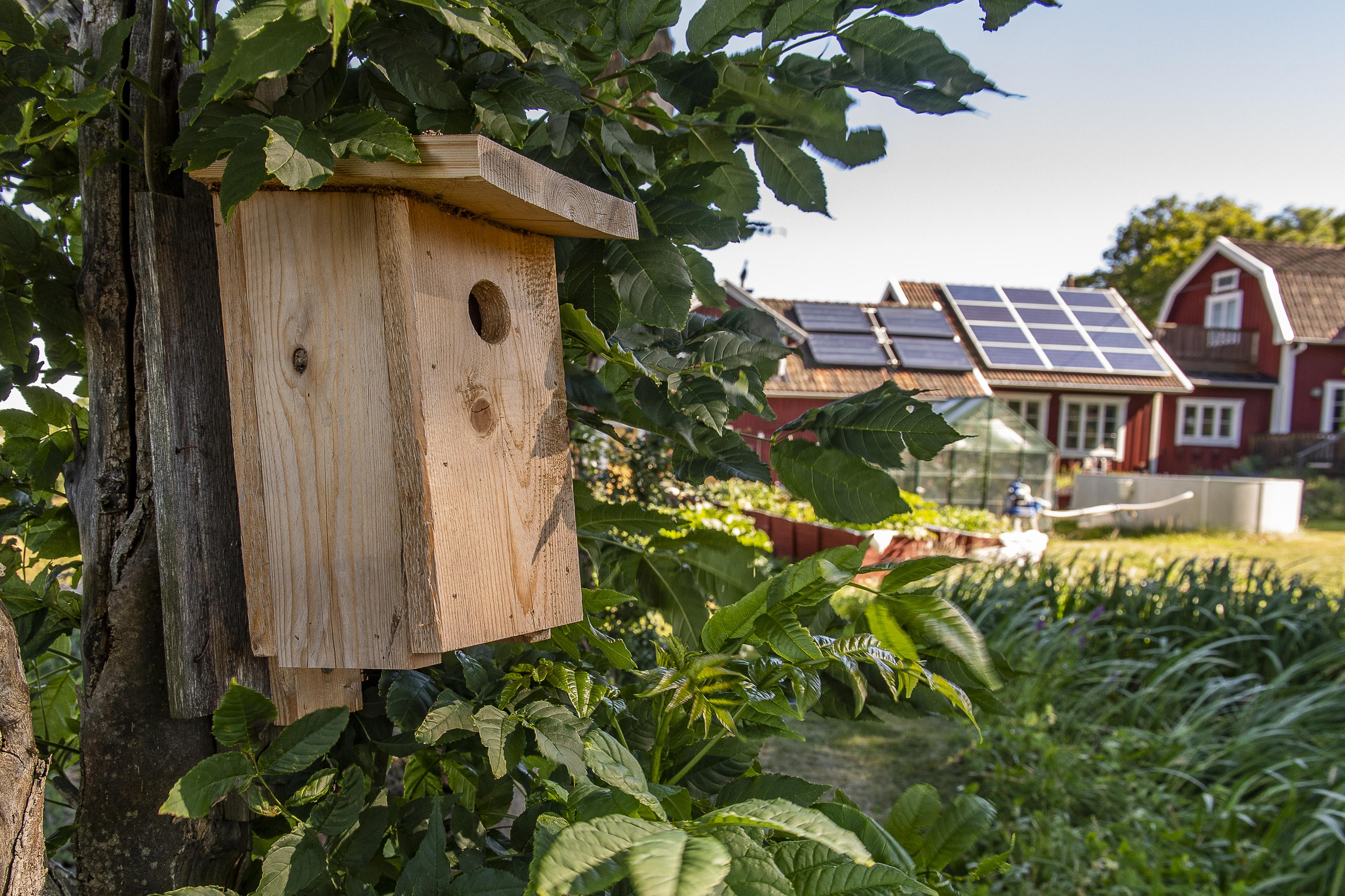 vogelhuisje hangt aan boom in de achtergrond zonnepanelen op huis