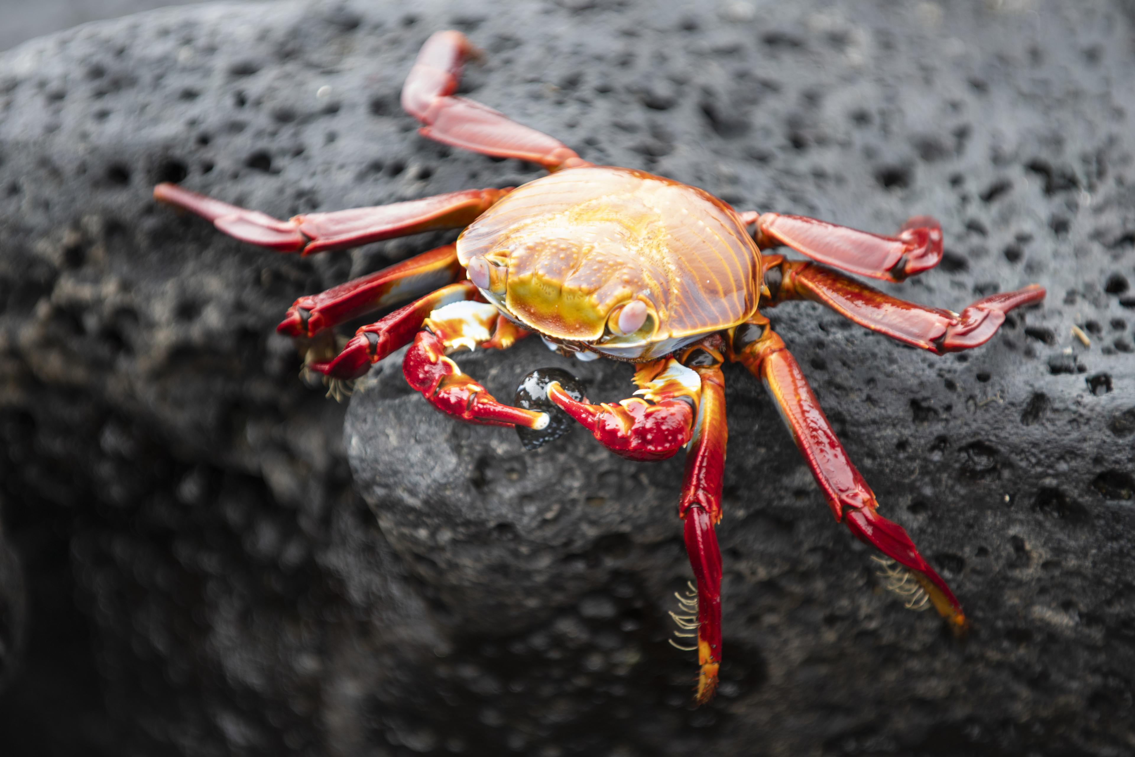 Krab op steen in Ecuador