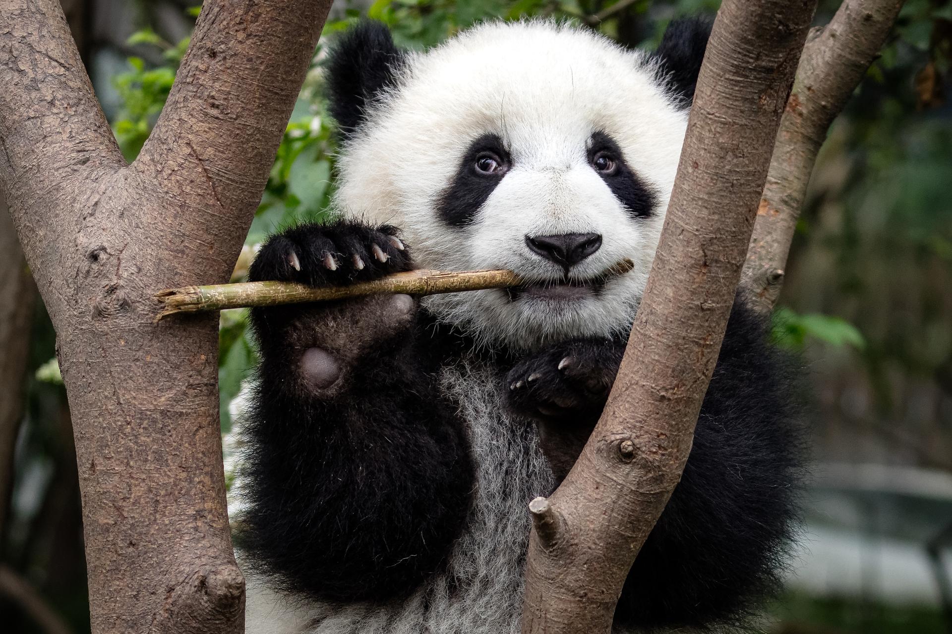 Panda kauwt op bamboe in boom
