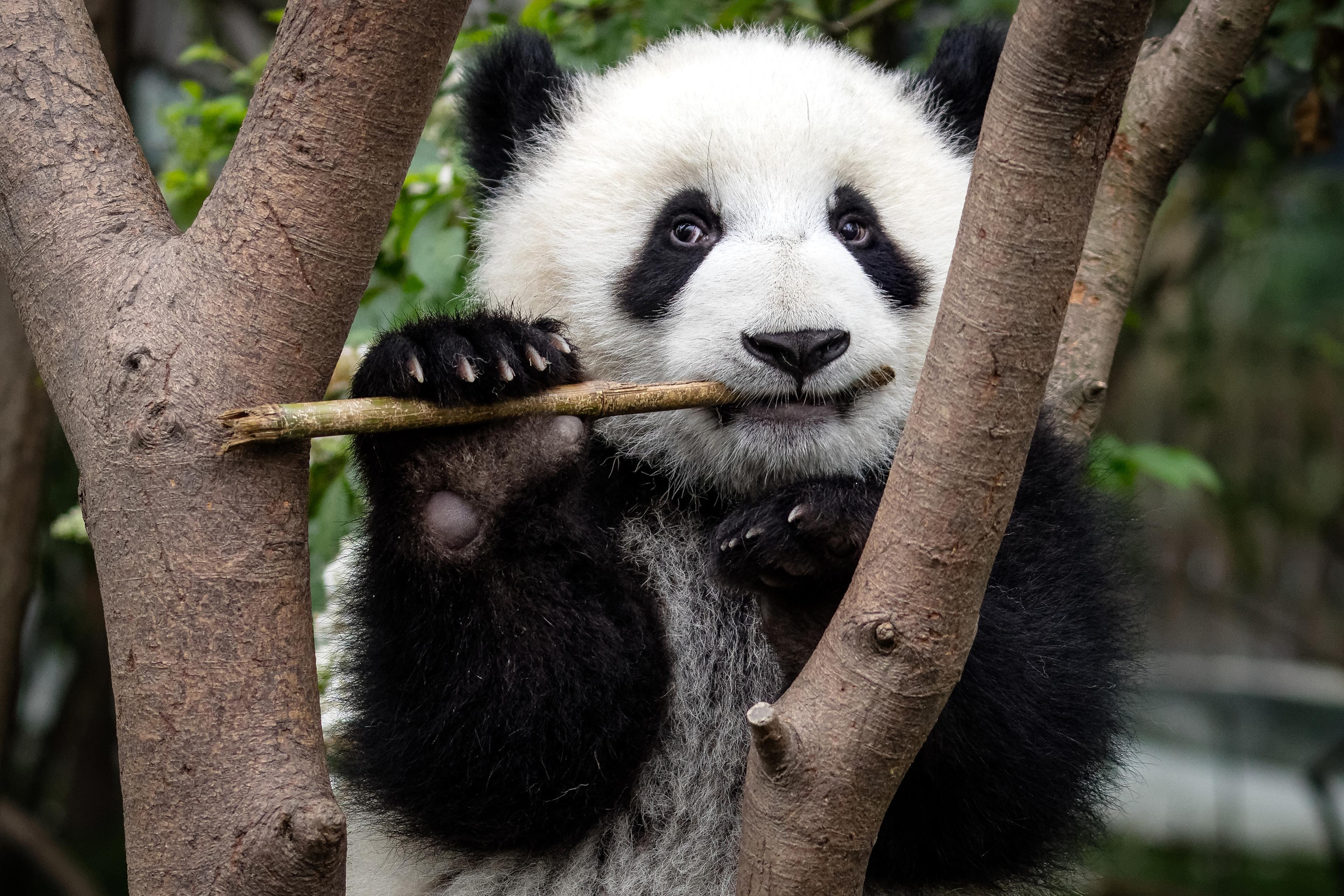 Panda kauwt op bamboe in boom