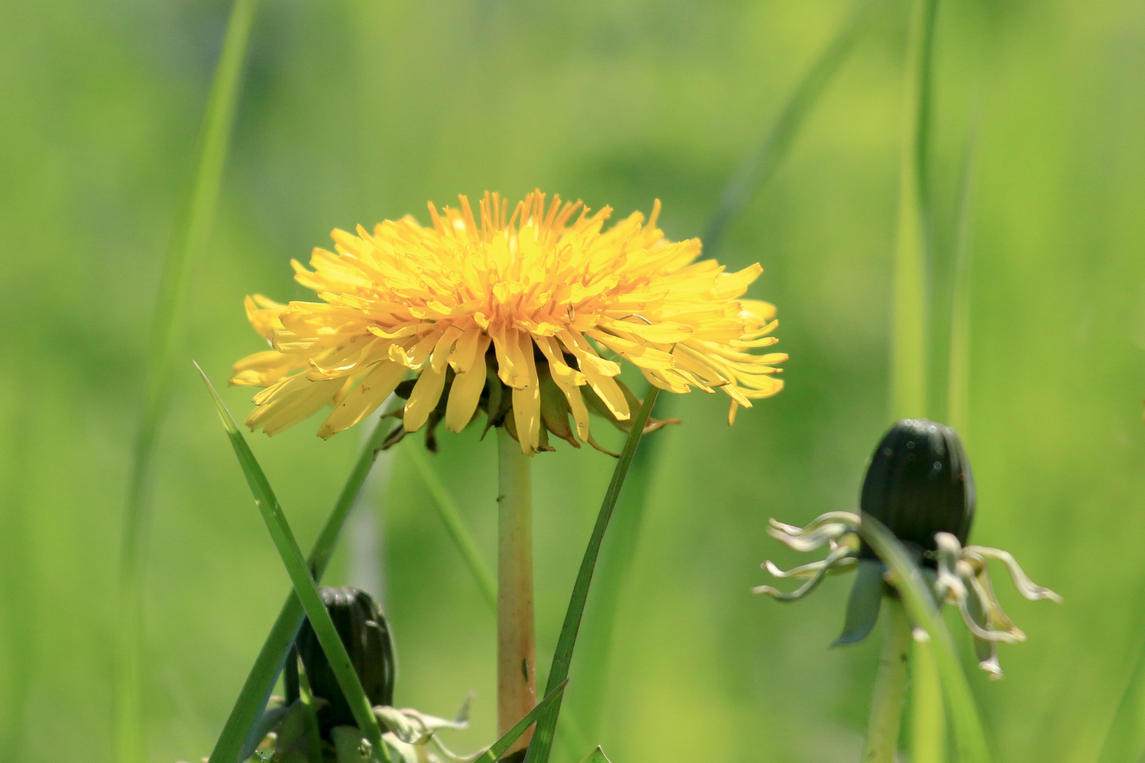 paardenbloem