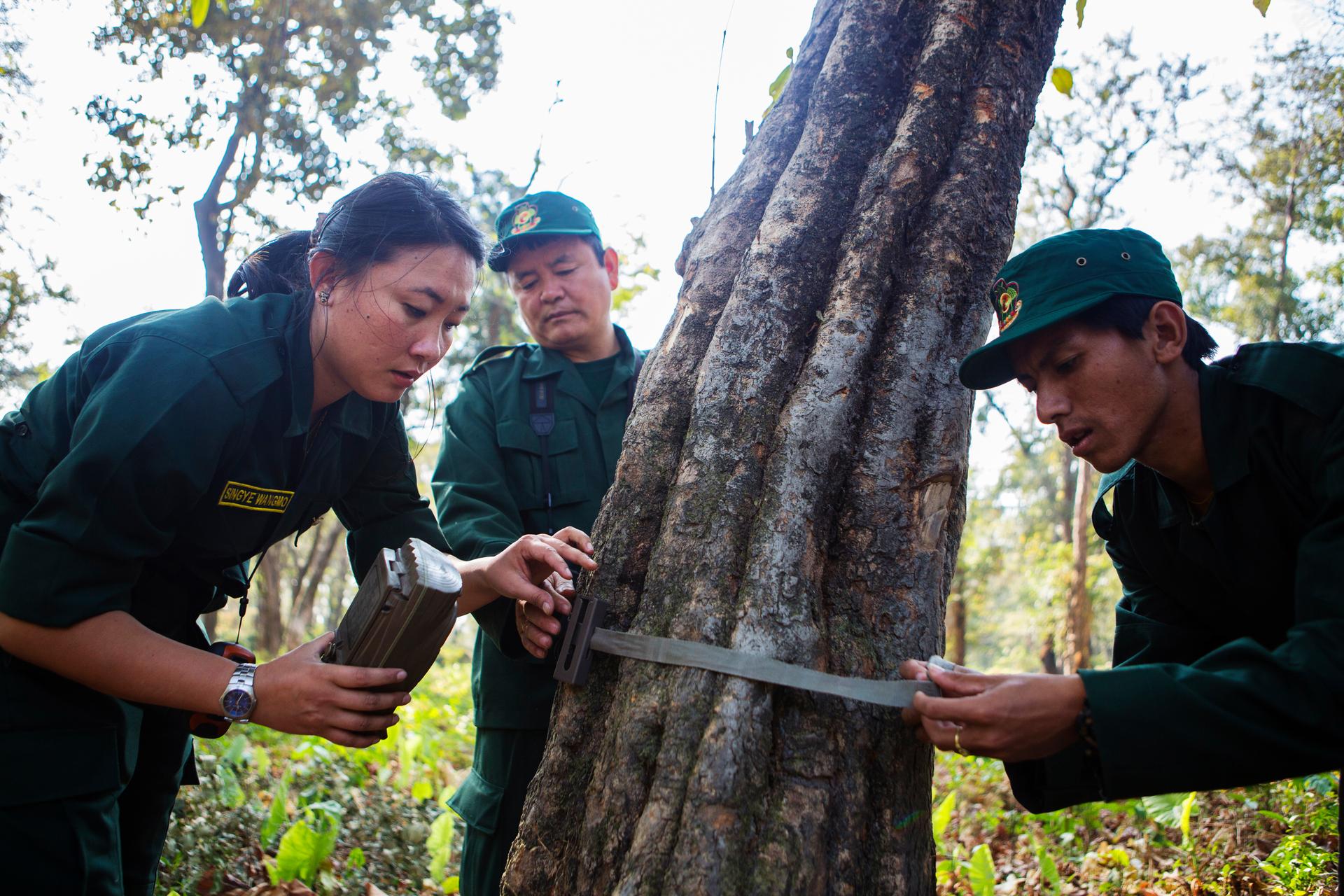 Een cameraval wordt geïnstalleerd aan een boom in Royal Manas National Park Bhutan
